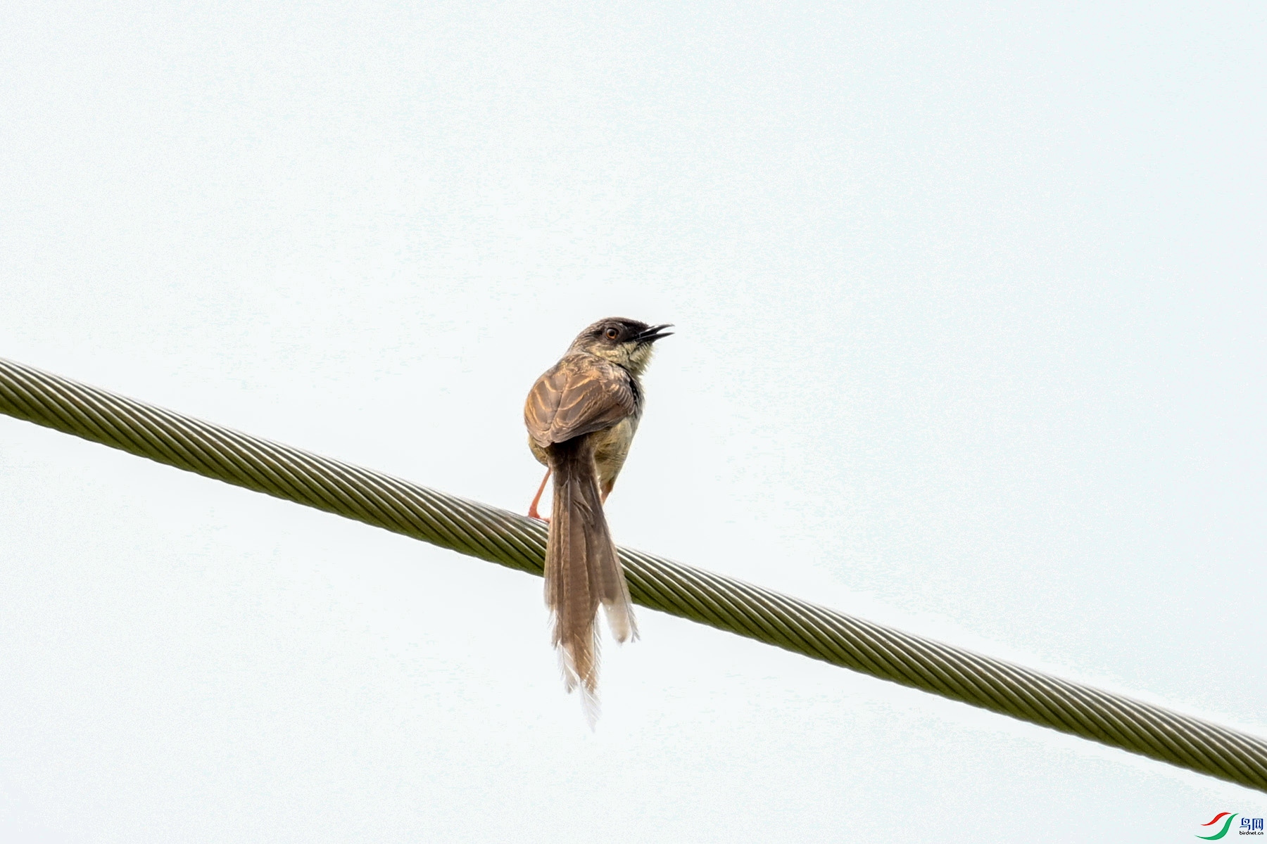 DSC_7395.JPG