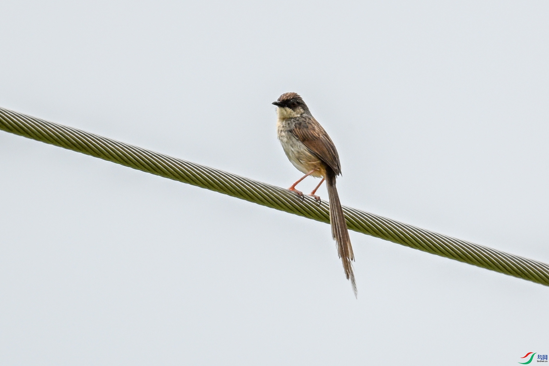 DSC_7375.JPG
