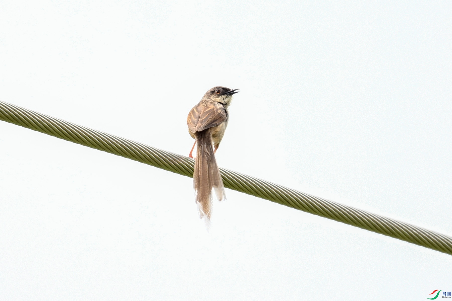 DSC_7396.JPG