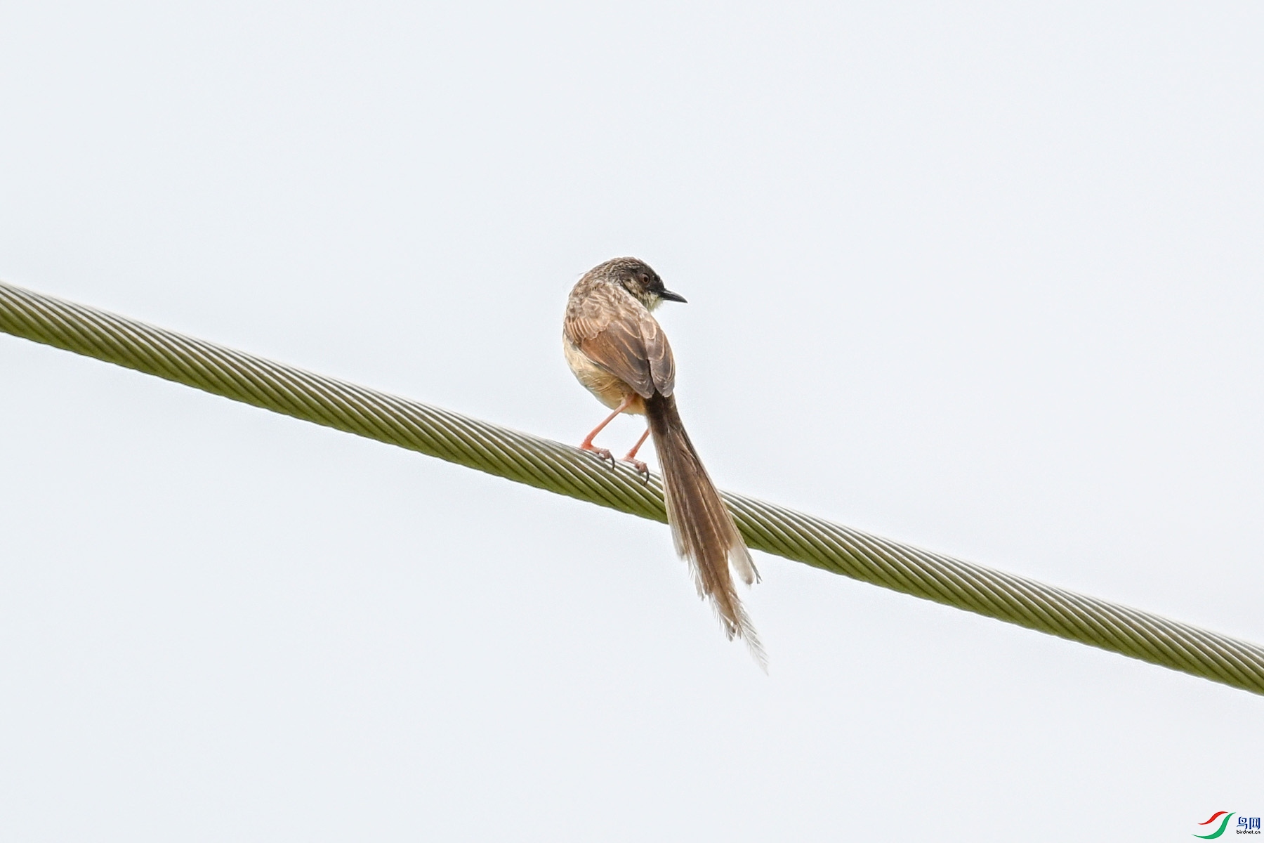 DSC_7379.JPG