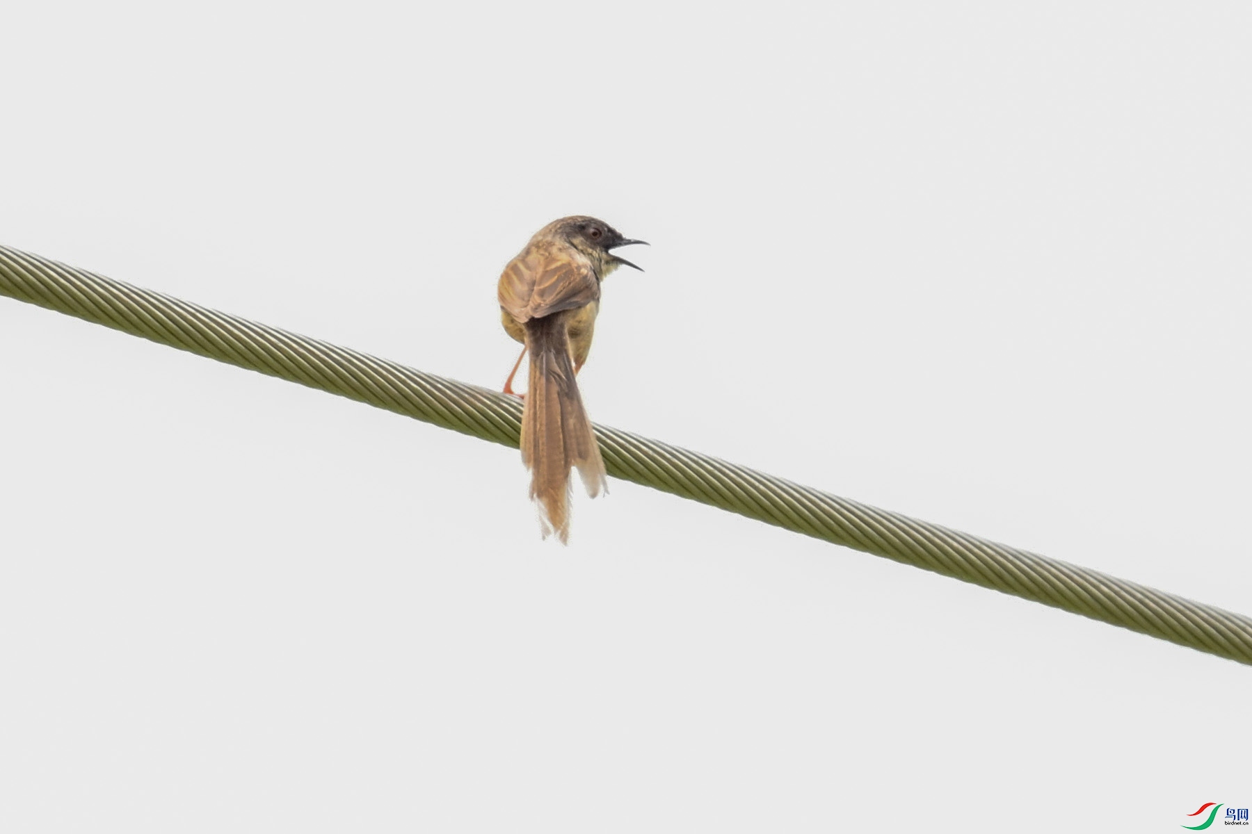 DSC_7394.JPG