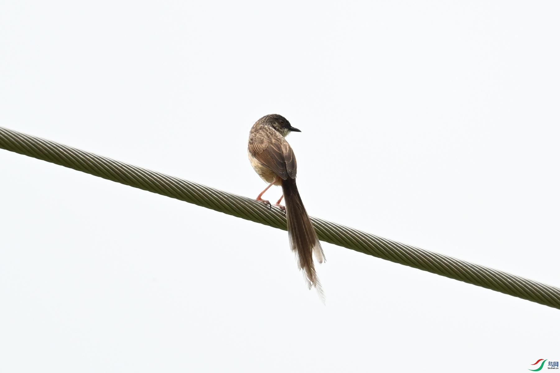 DSC_7380.JPG