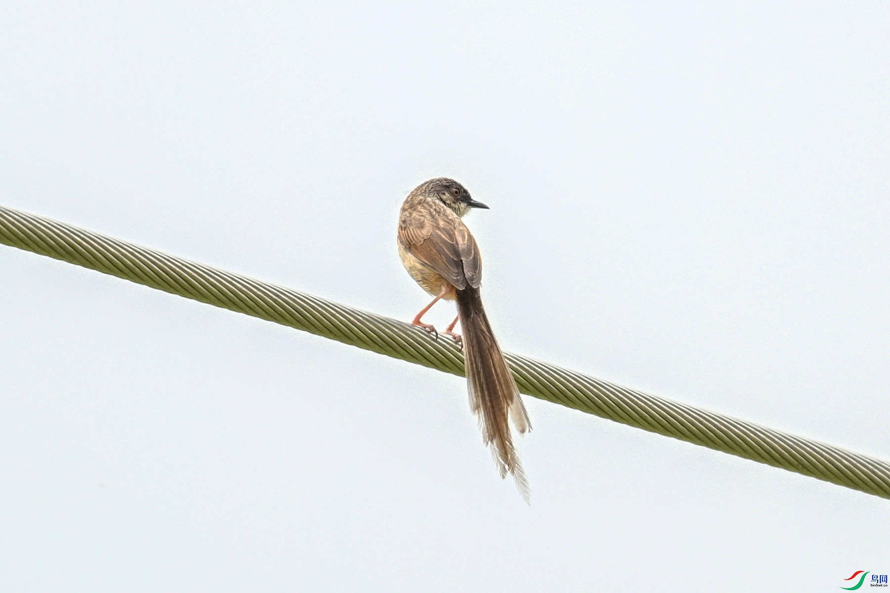 DSC_7382.JPG