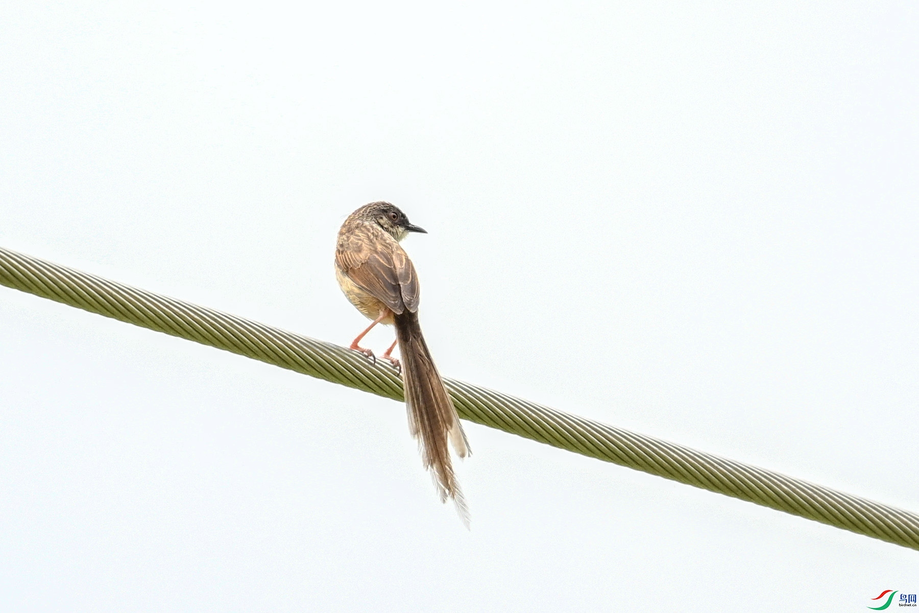 DSC_7384.JPG
