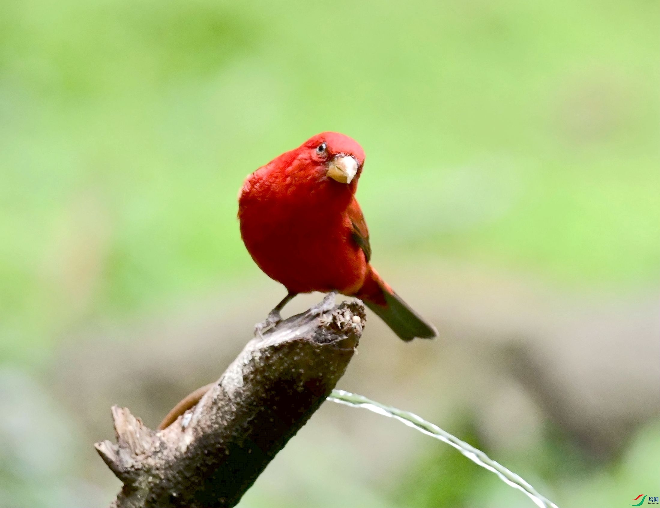 DSC_2036_����.jpg