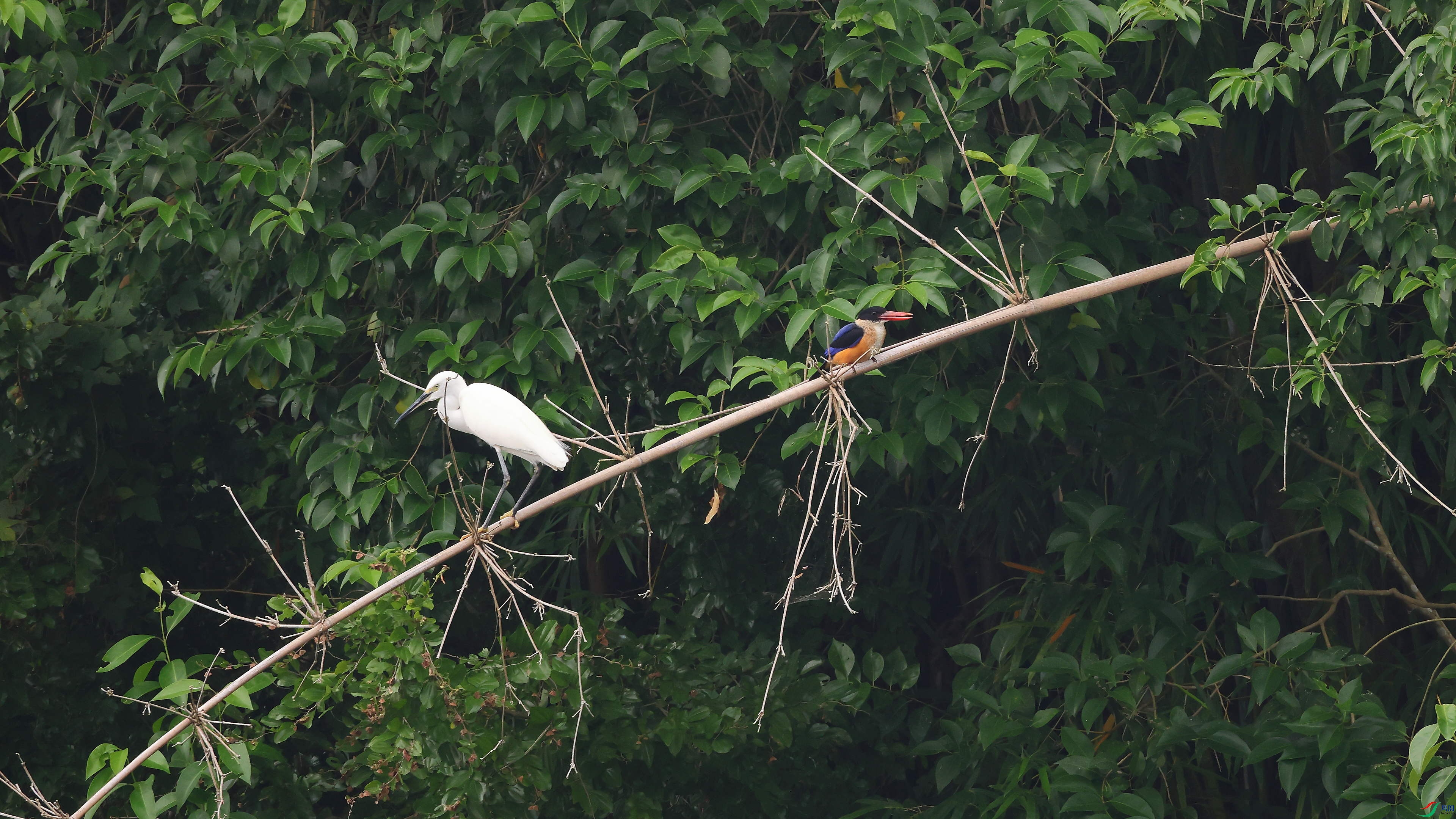 IMG_7784.JPG