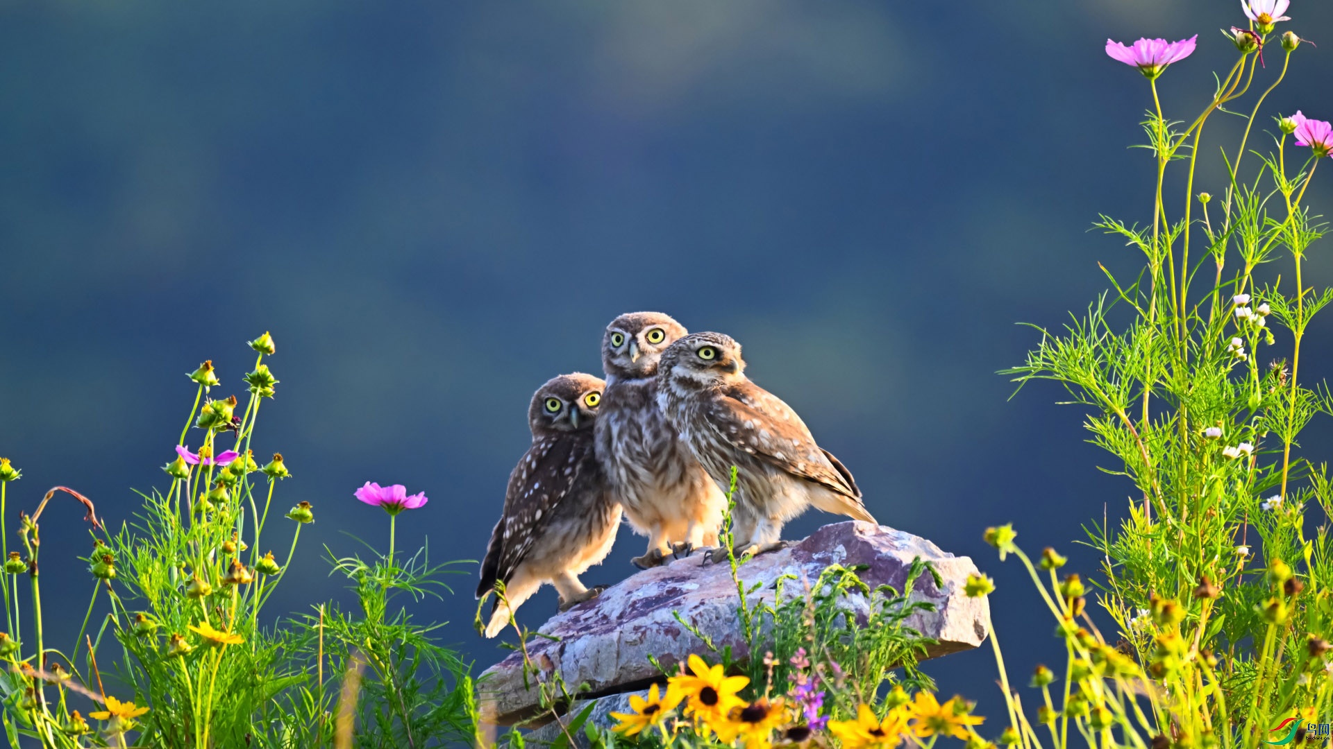 ���Ƹ�С�^ (2320)_��ͼ��.jpg