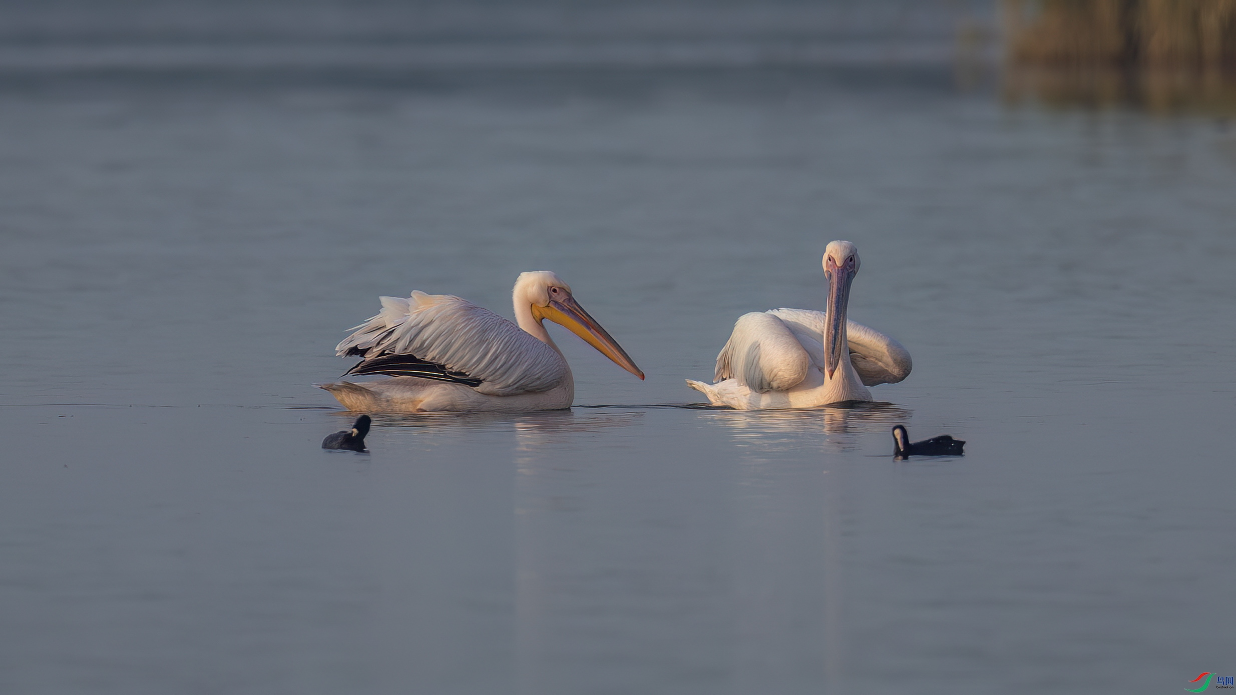 DSC_3532.jpg