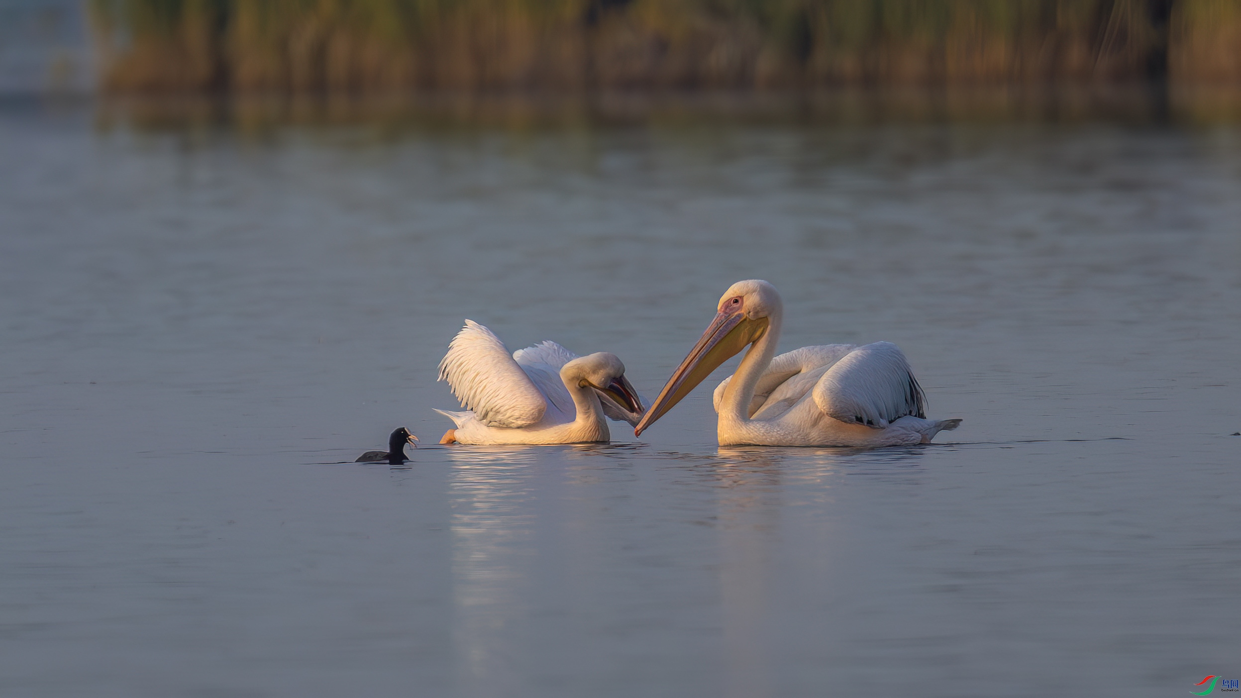 DSC_3511.jpg