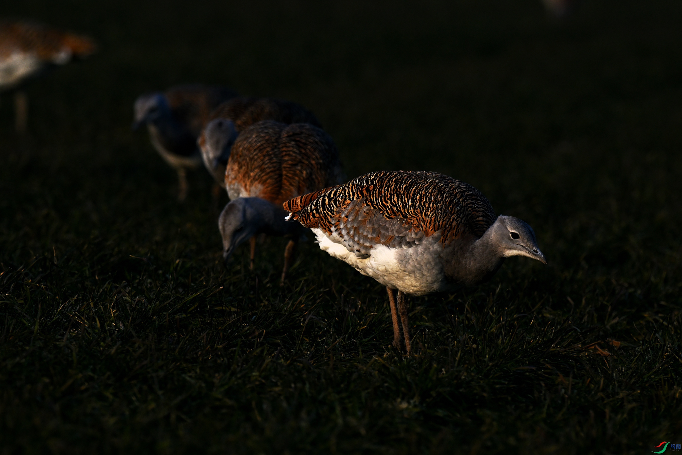 DSC_4169_����.jpg