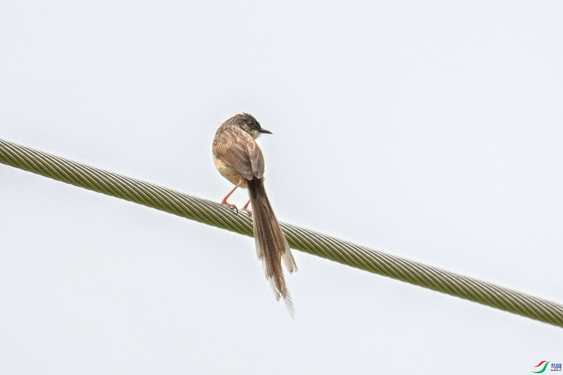 DSC_7390.JPG