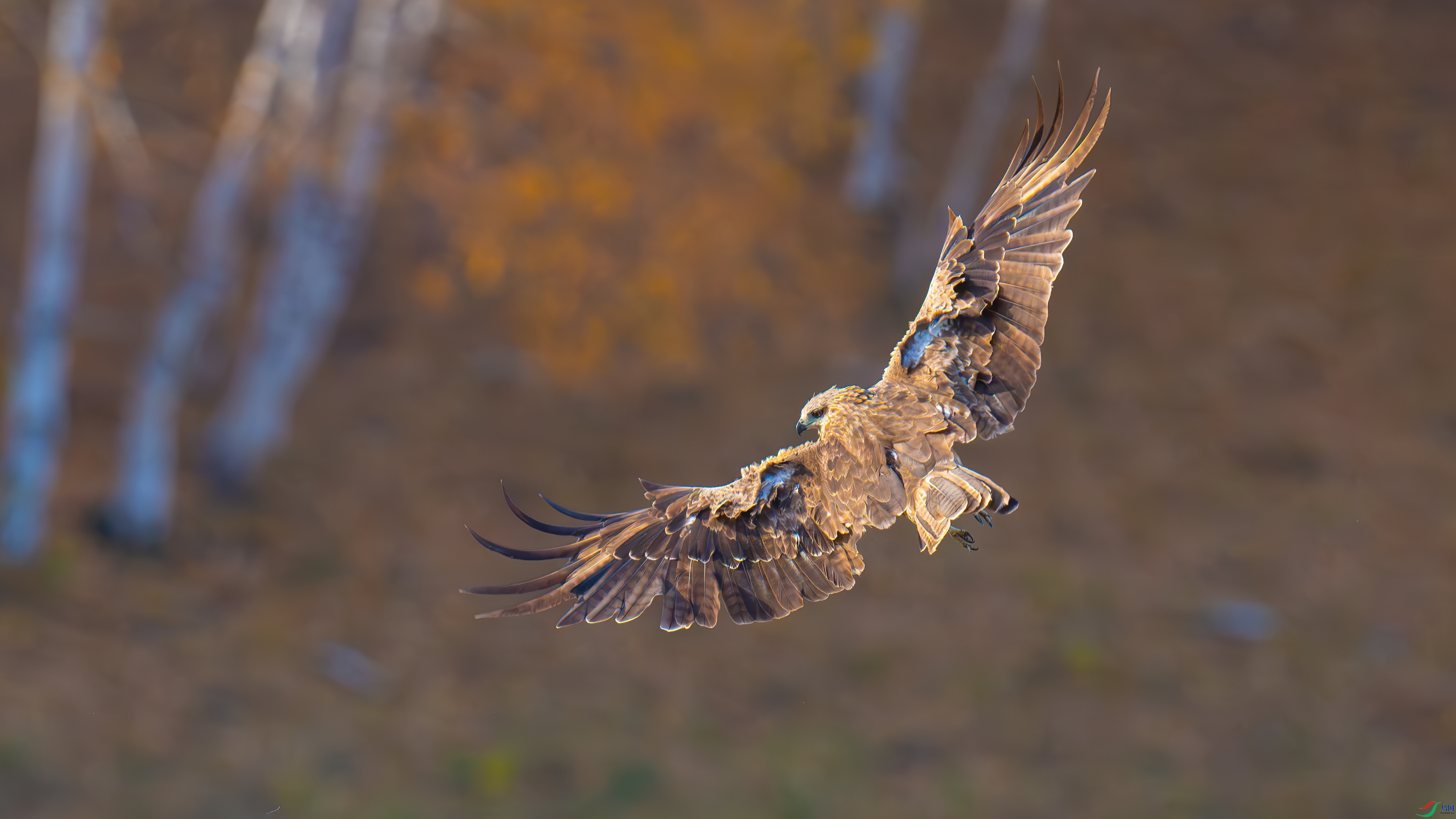 DSC_0385-����ǿ-NR_����.jpg