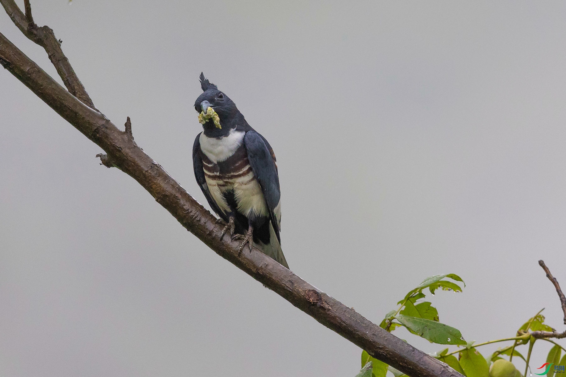 �ڹھ���