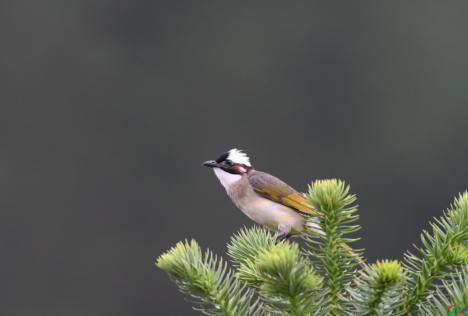 DSC_4769.jpg