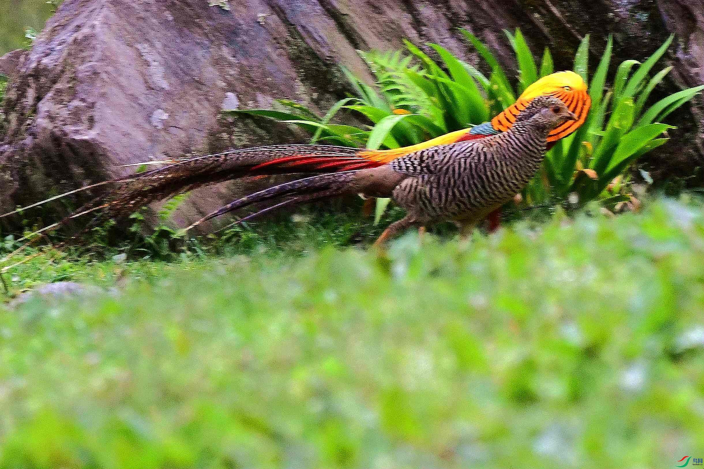 DSC_2403_����.jpg
