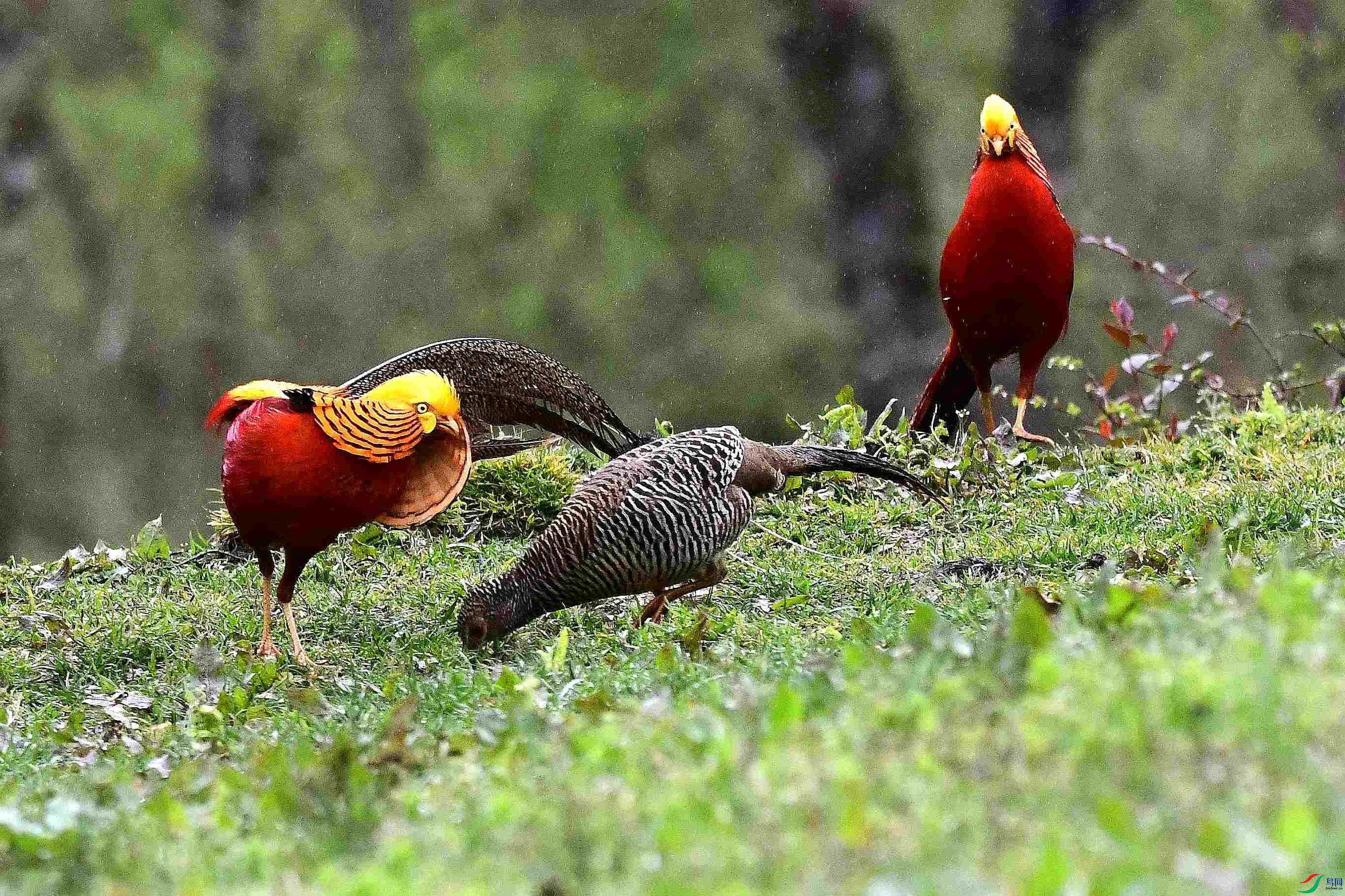 DSC_2451_����.jpg