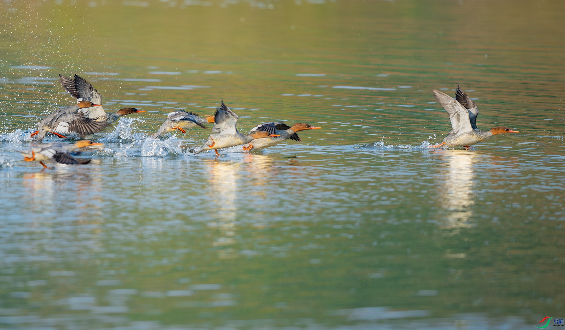 DSC_9348.jpg