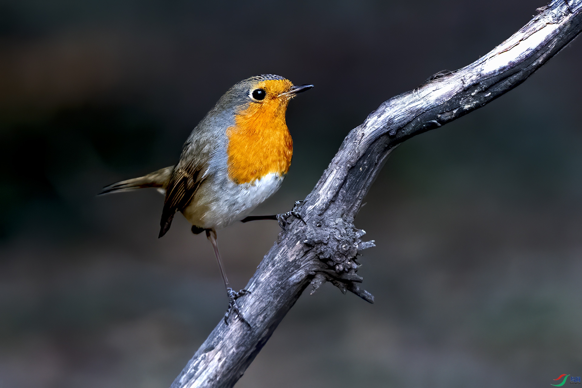 _DSC9706-.jpg