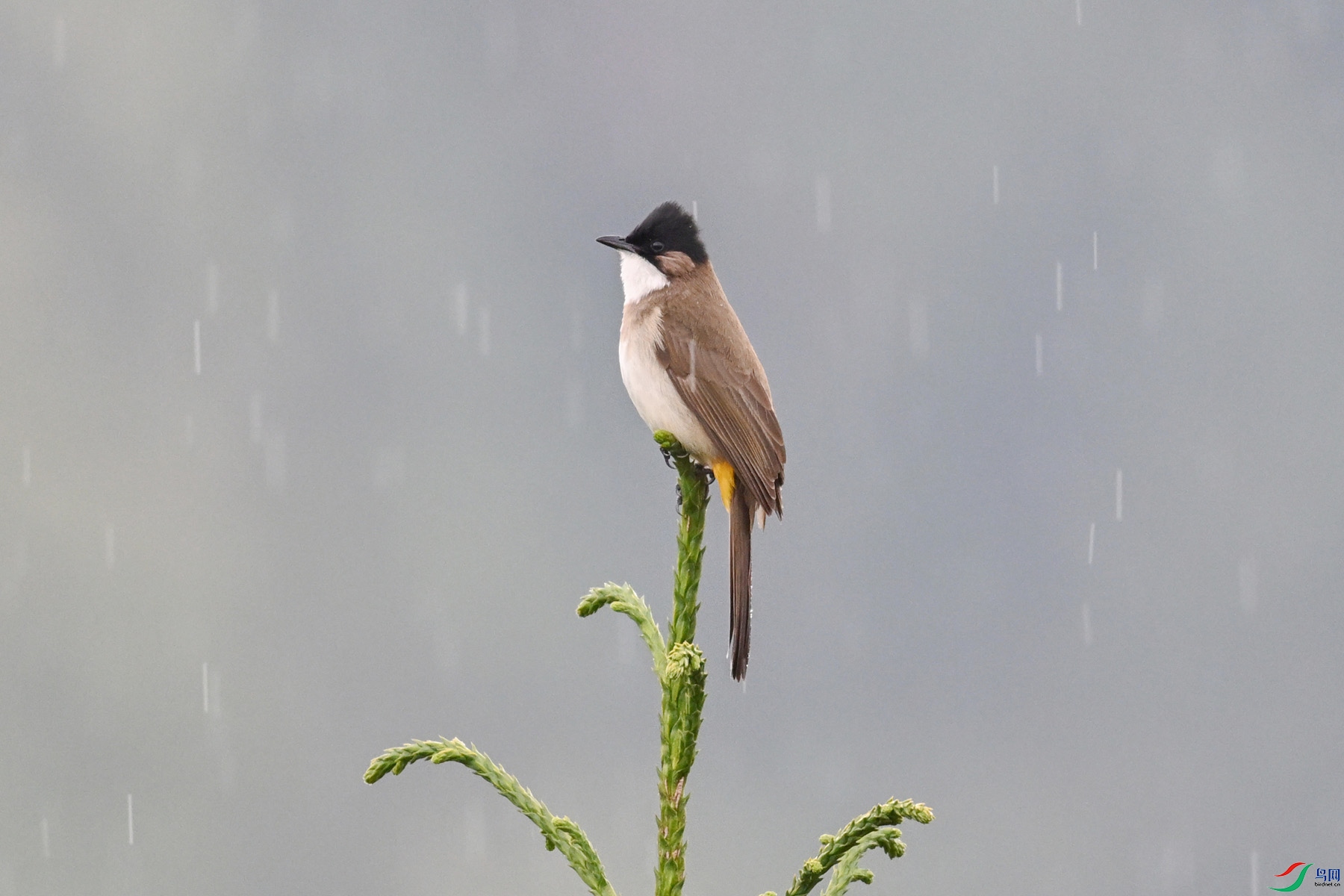 DSC_7467.JPG