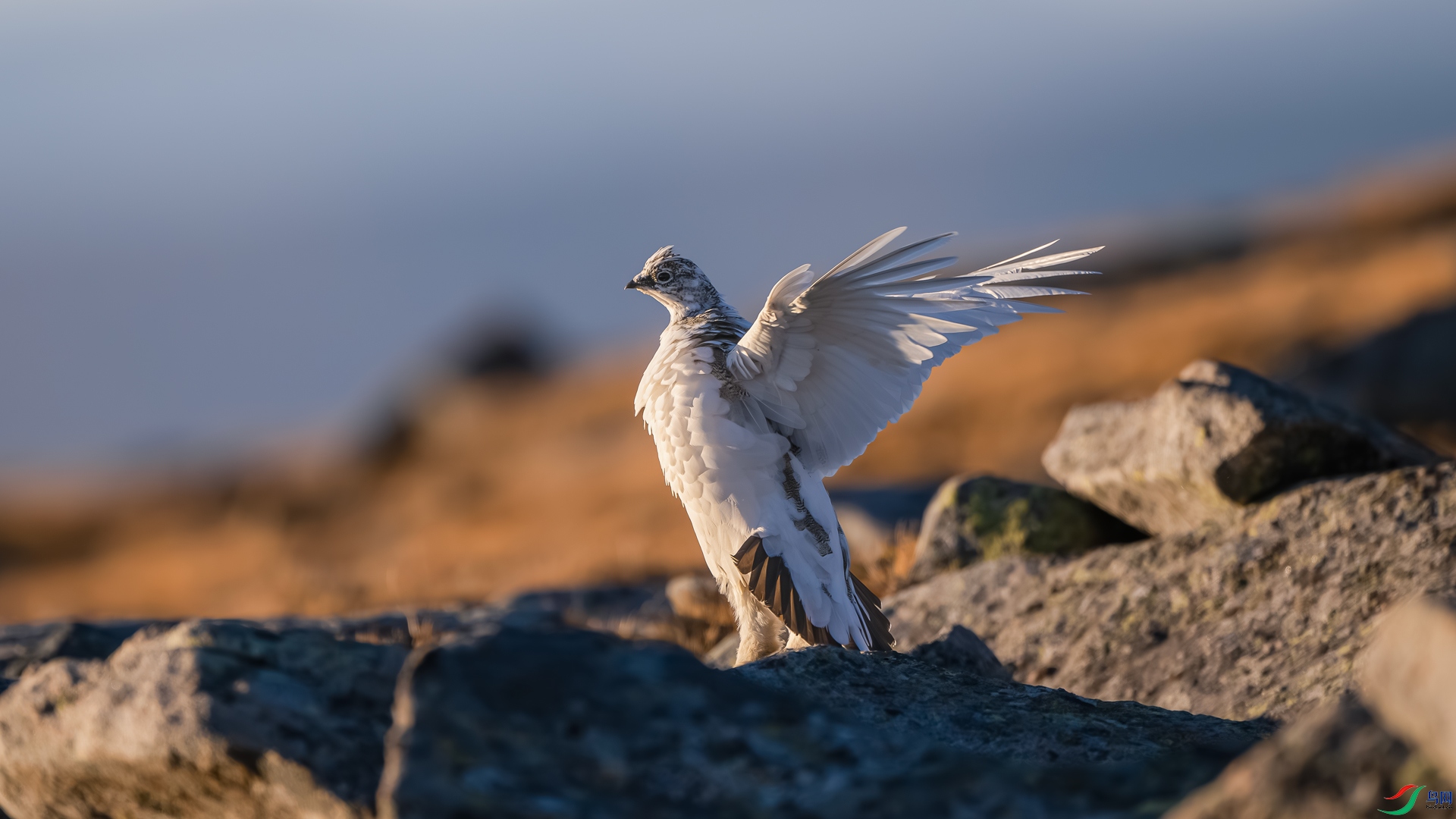 DSC_4197-����ǿ-NR-1.jpg