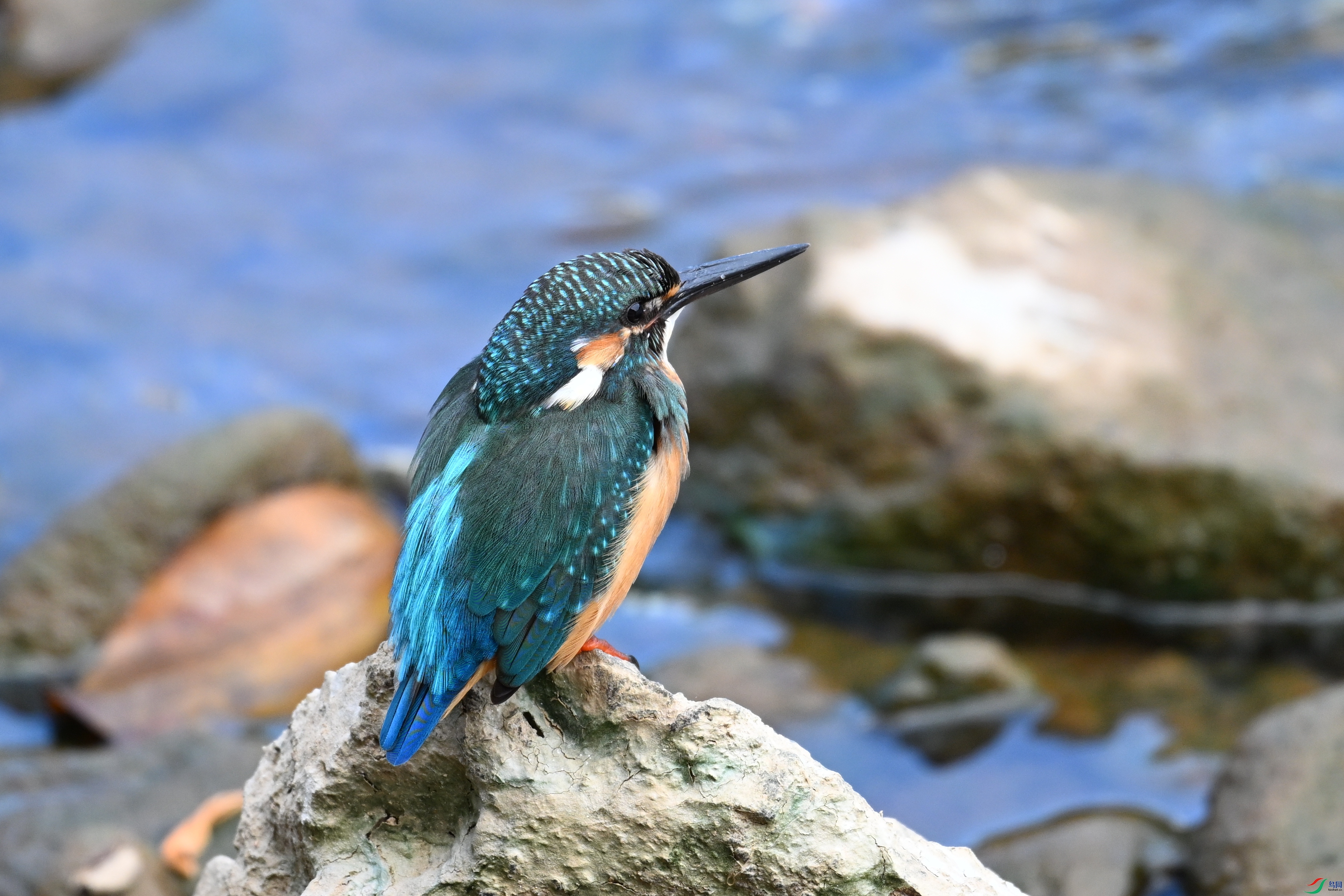 DSC_2812.JPG