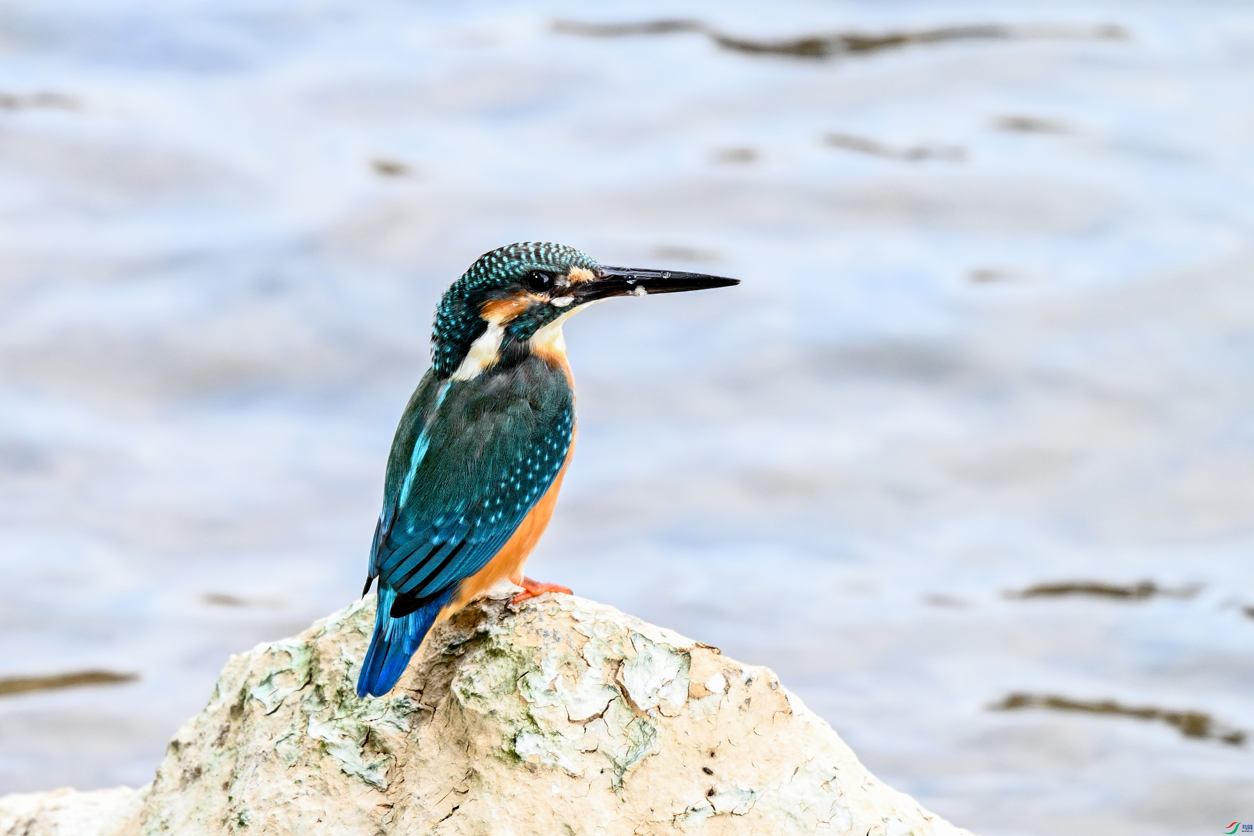 DSC_3126.JPG