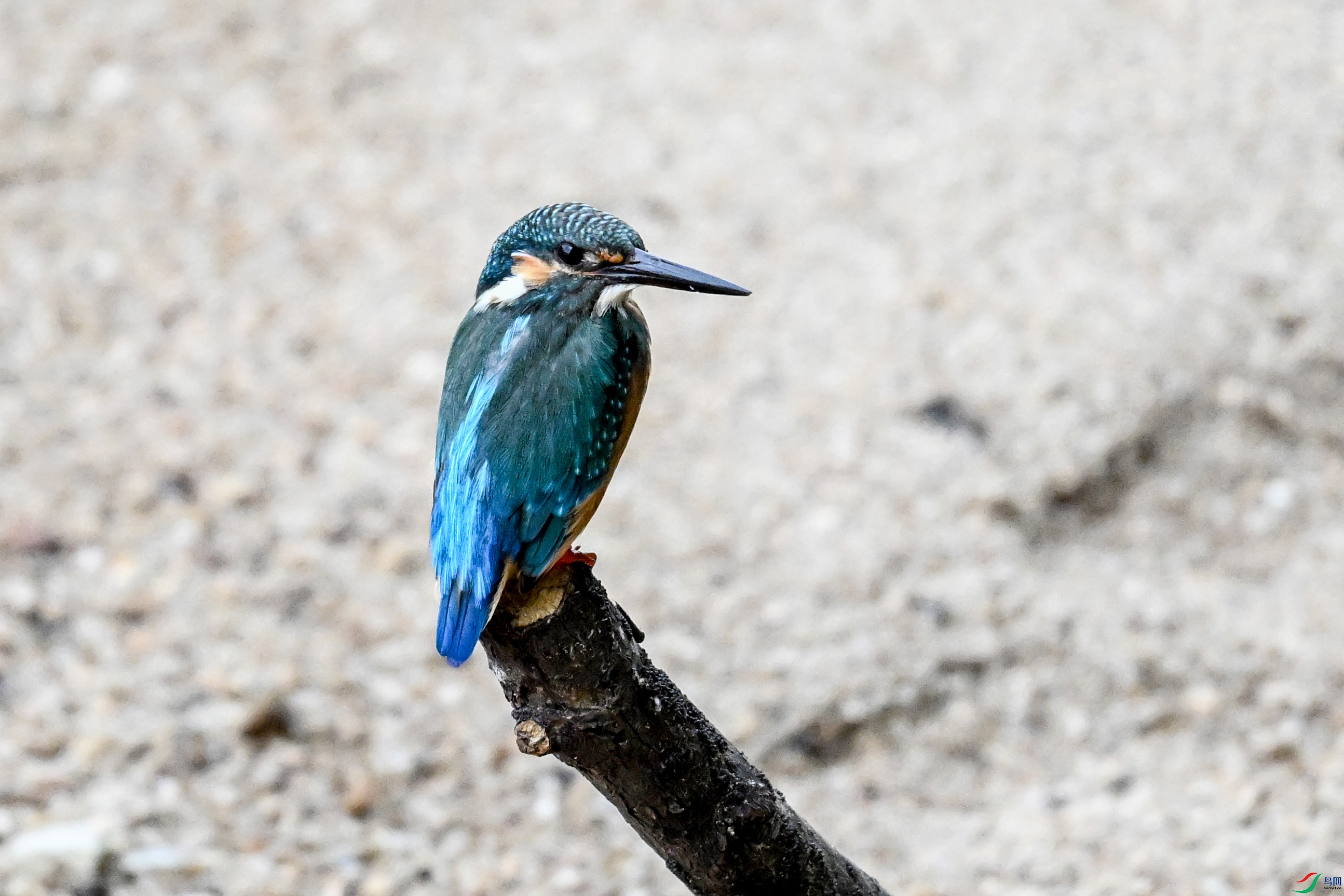 DSC_3347.JPG