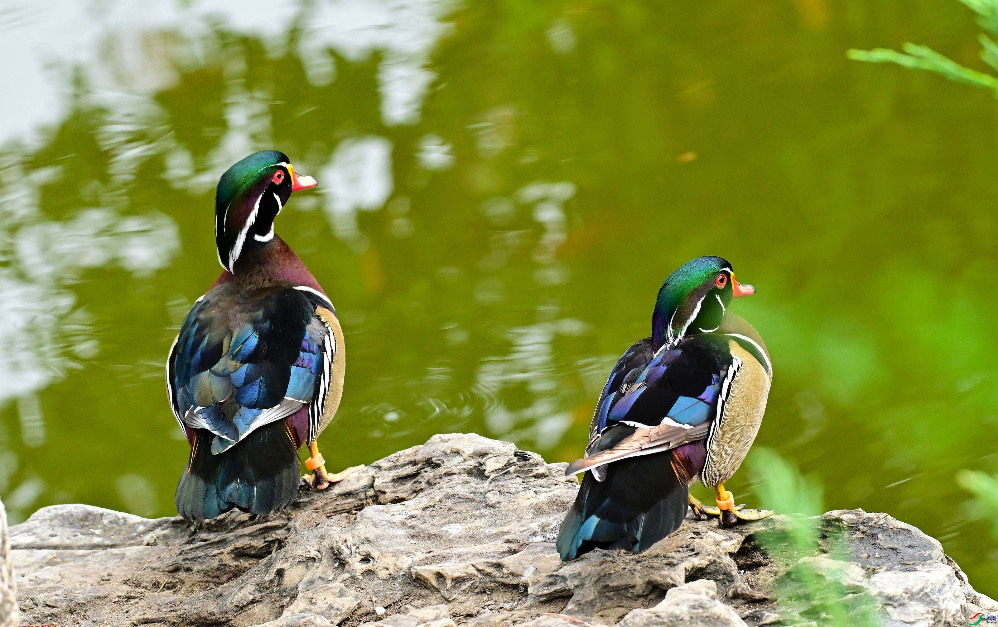 DSC_7528.JPG