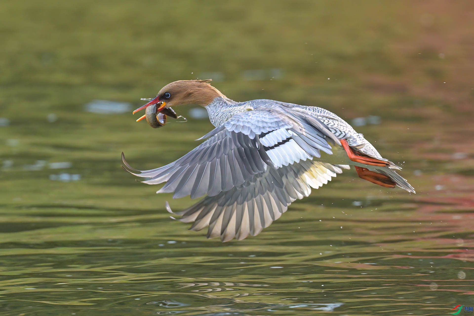 DSC_9586.jpg