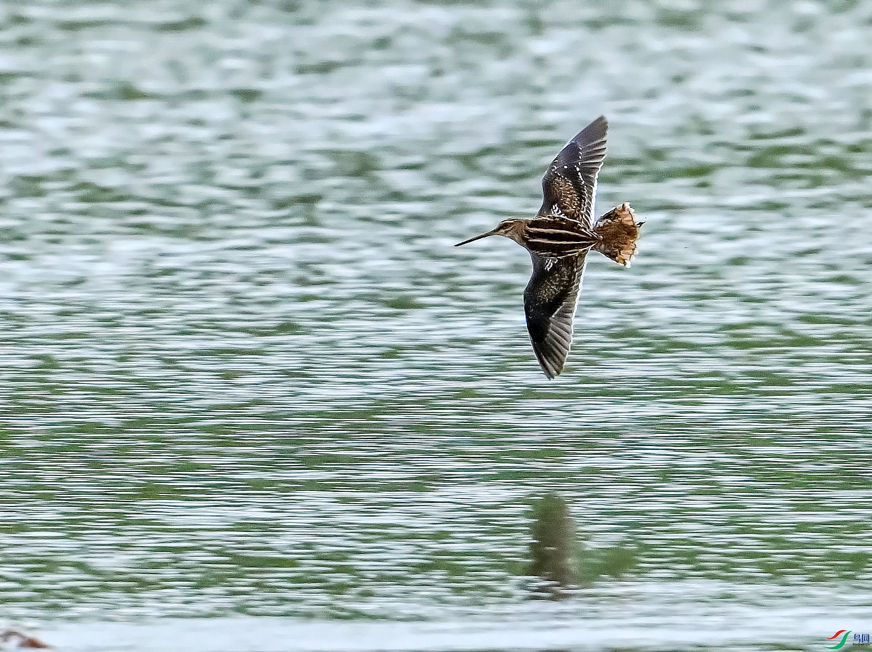 DSC_3773����.jpg
