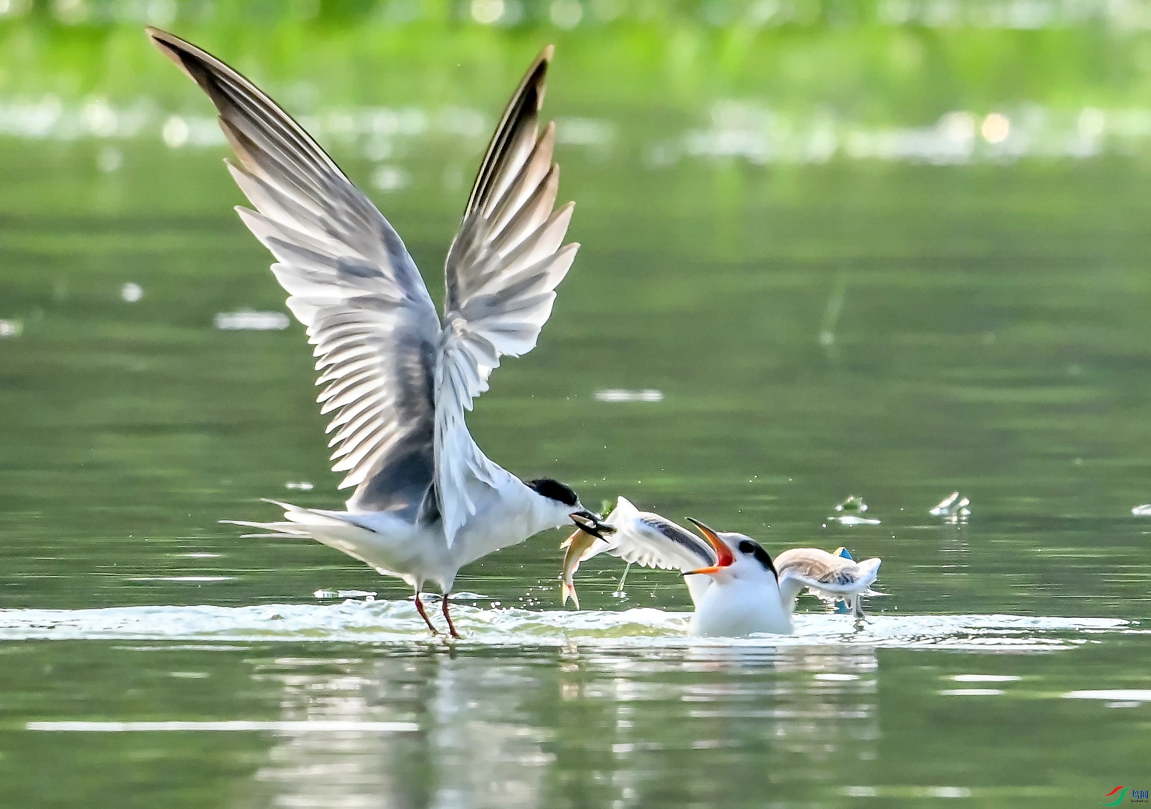 DSC_1183ˮ��ι��.jpg
