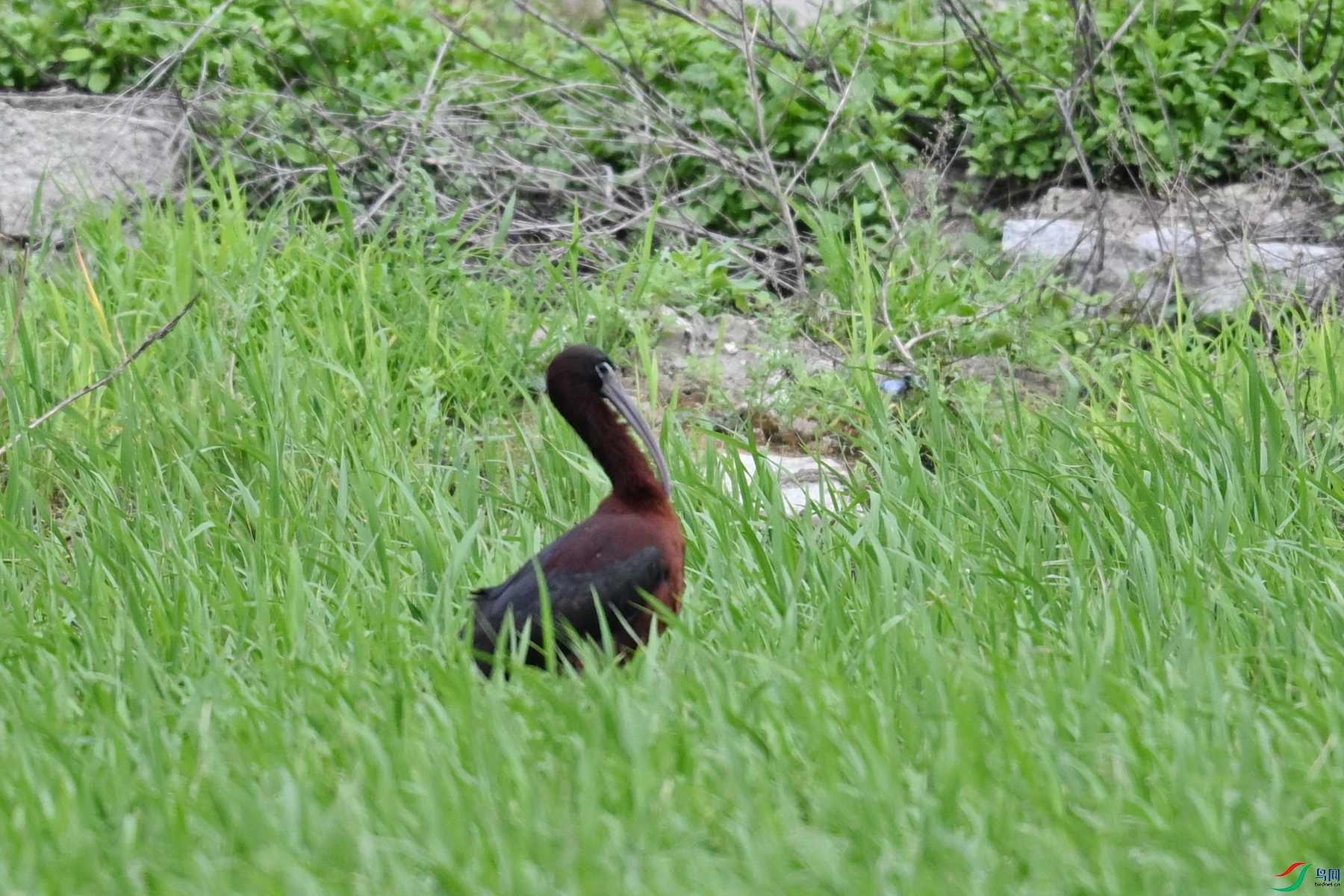 DSC_7479.JPG