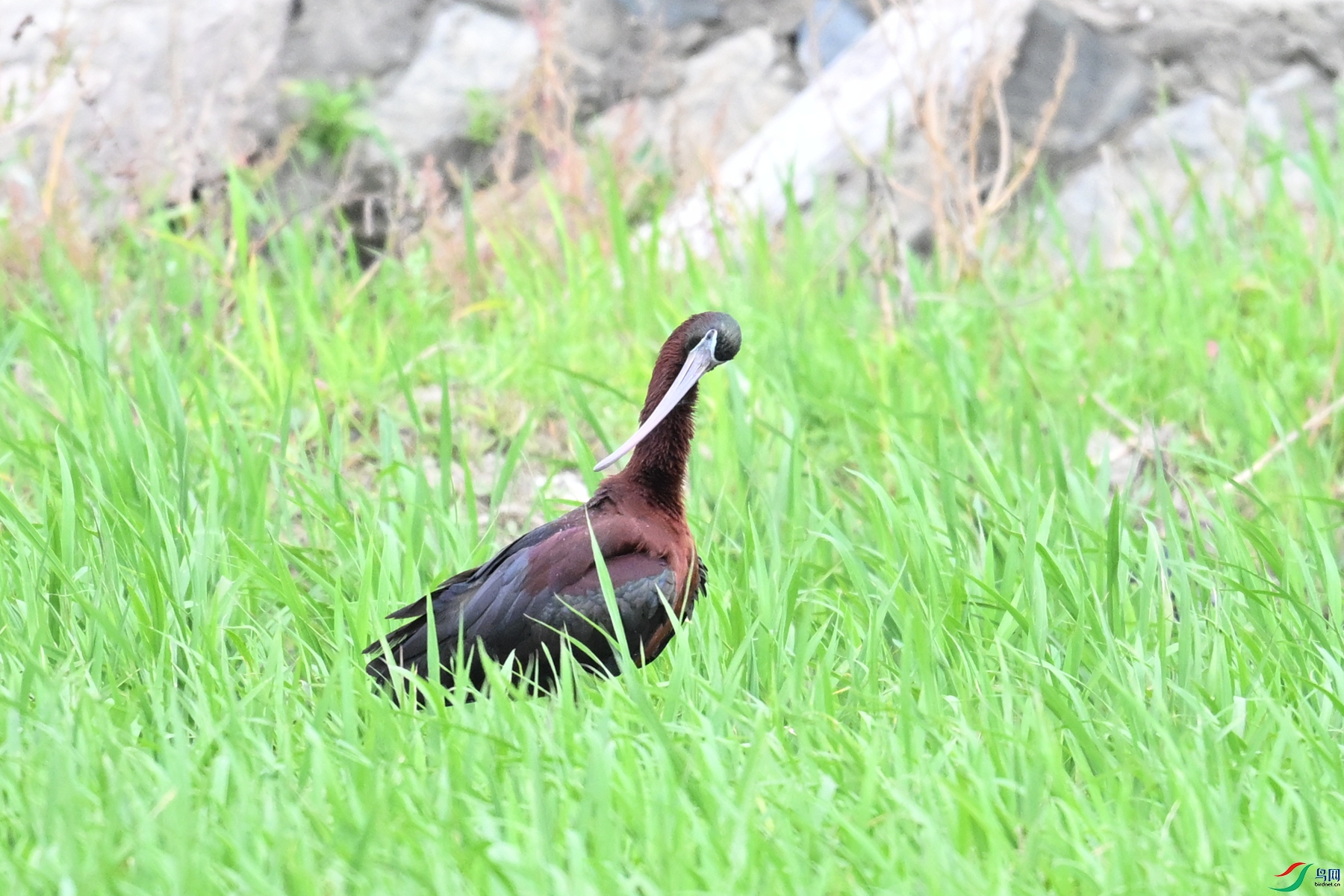 DSC_7483.JPG