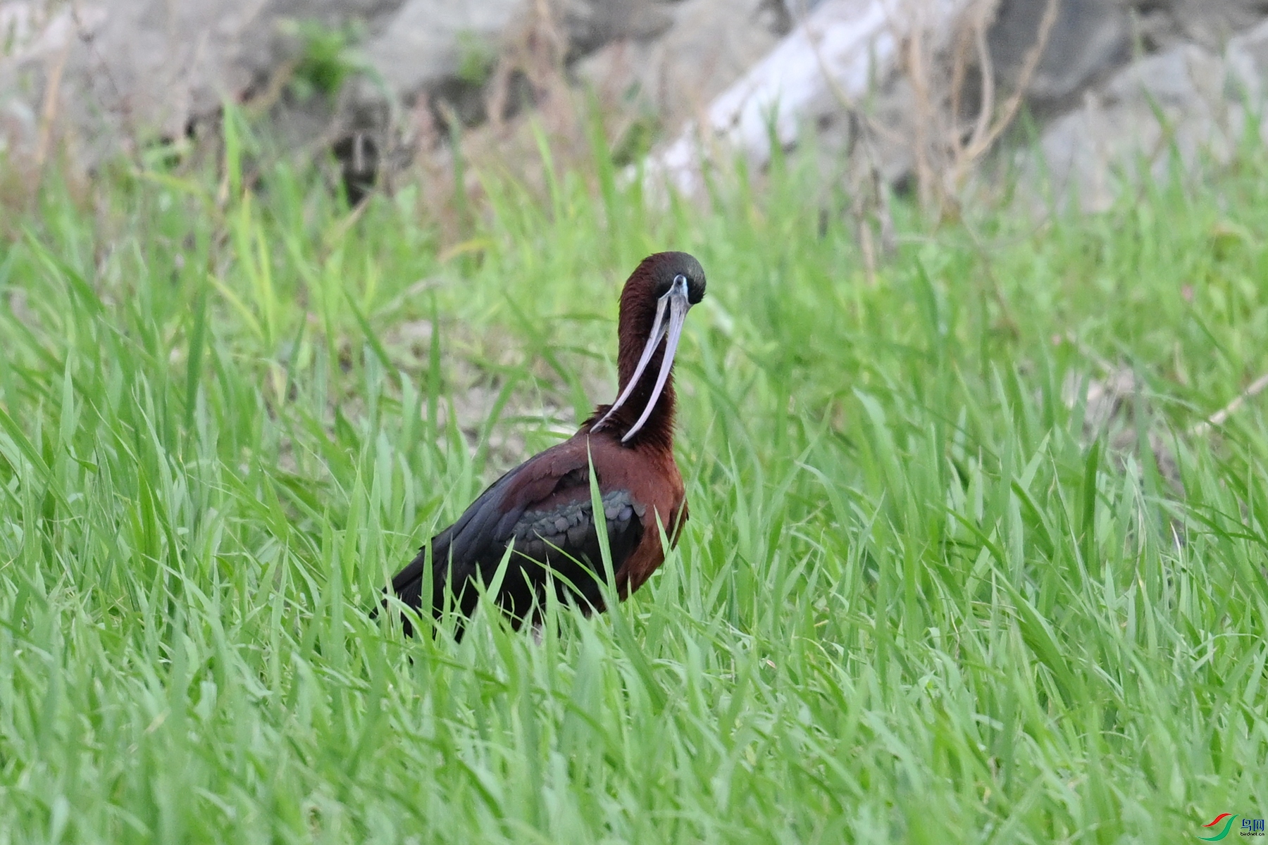 DSC_7485.JPG