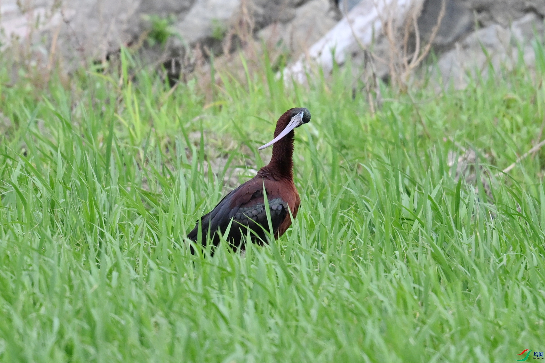 DSC_7487.JPG