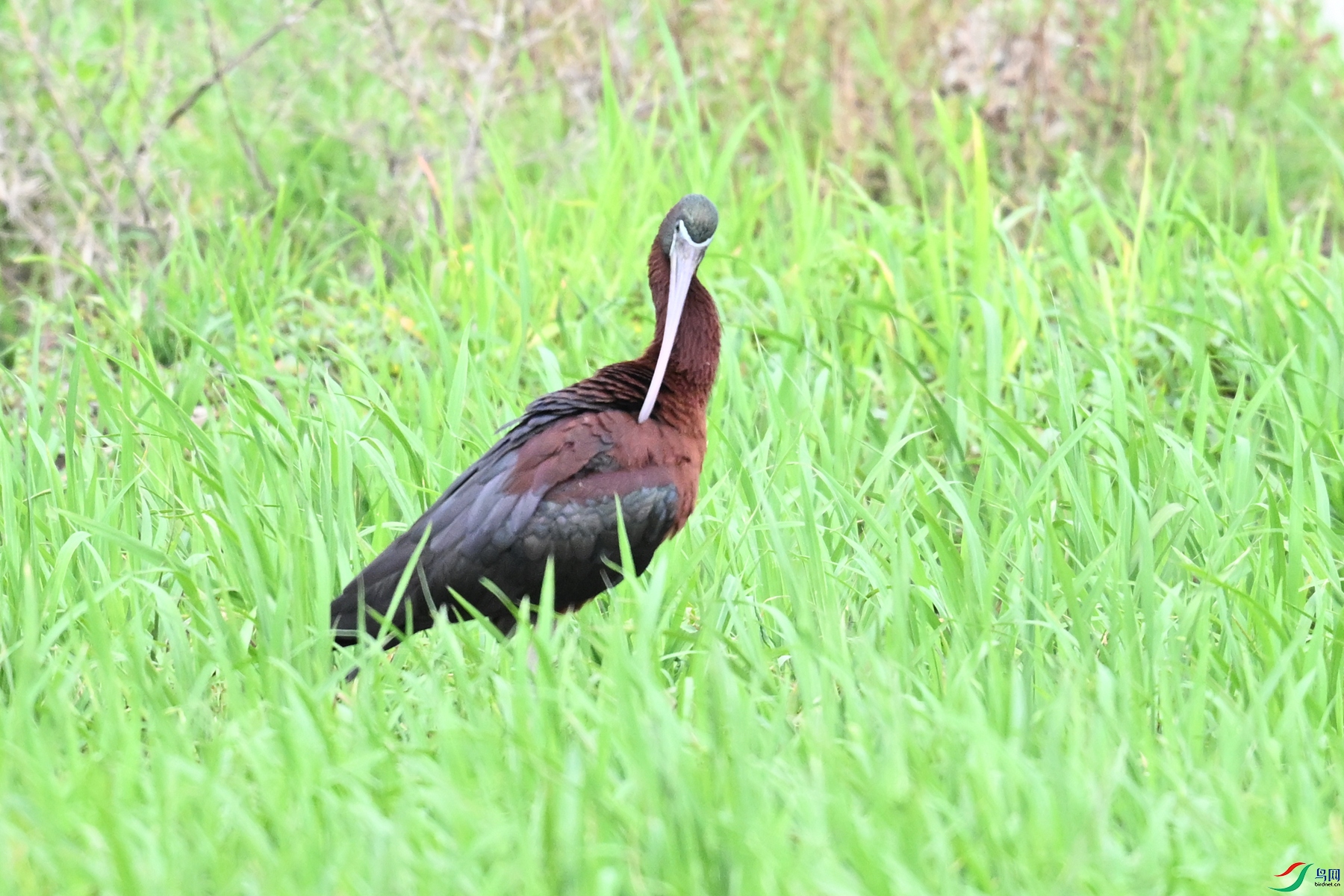 DSC_7505.JPG