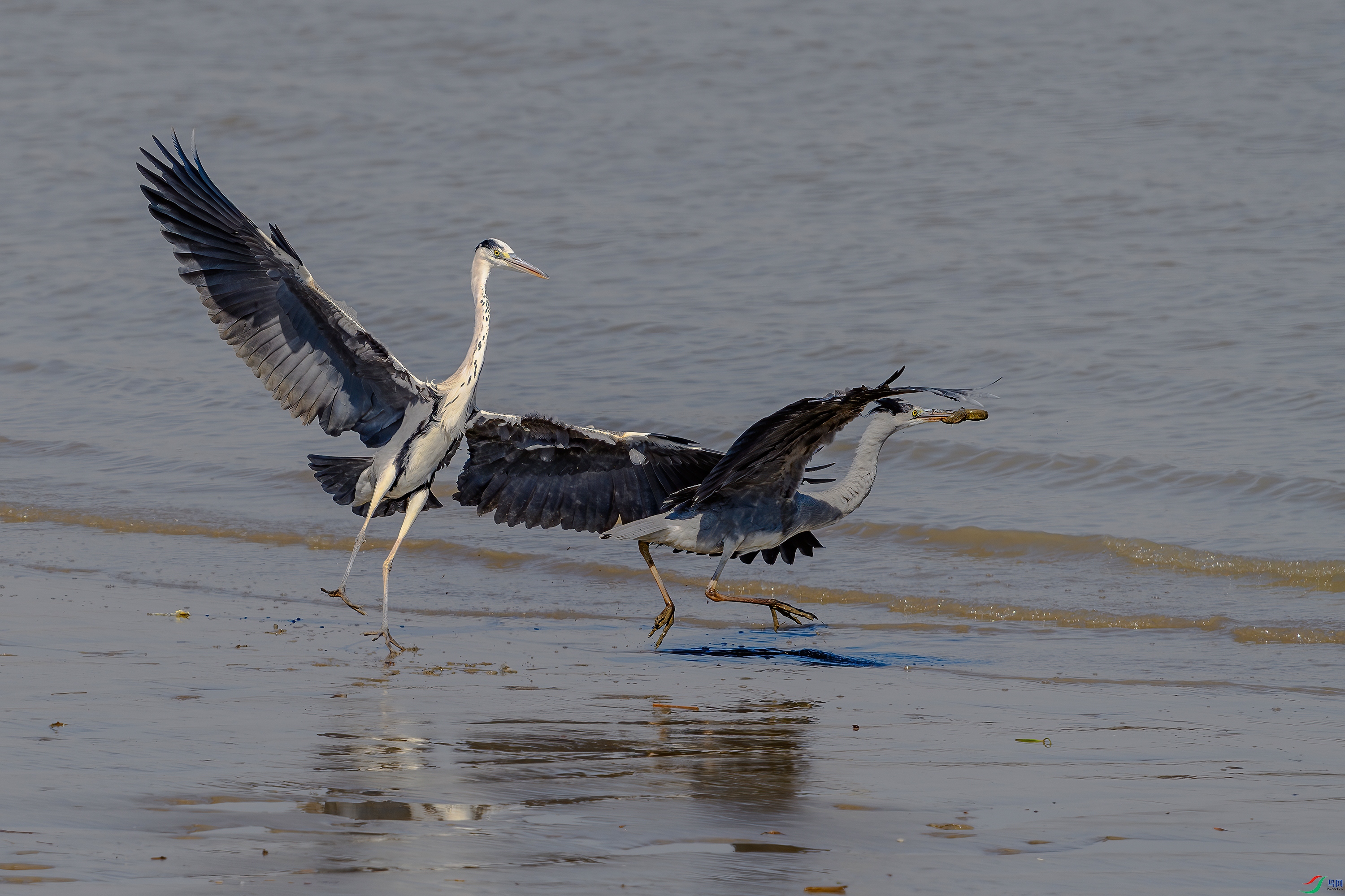 DSC_8829-BA.jpg