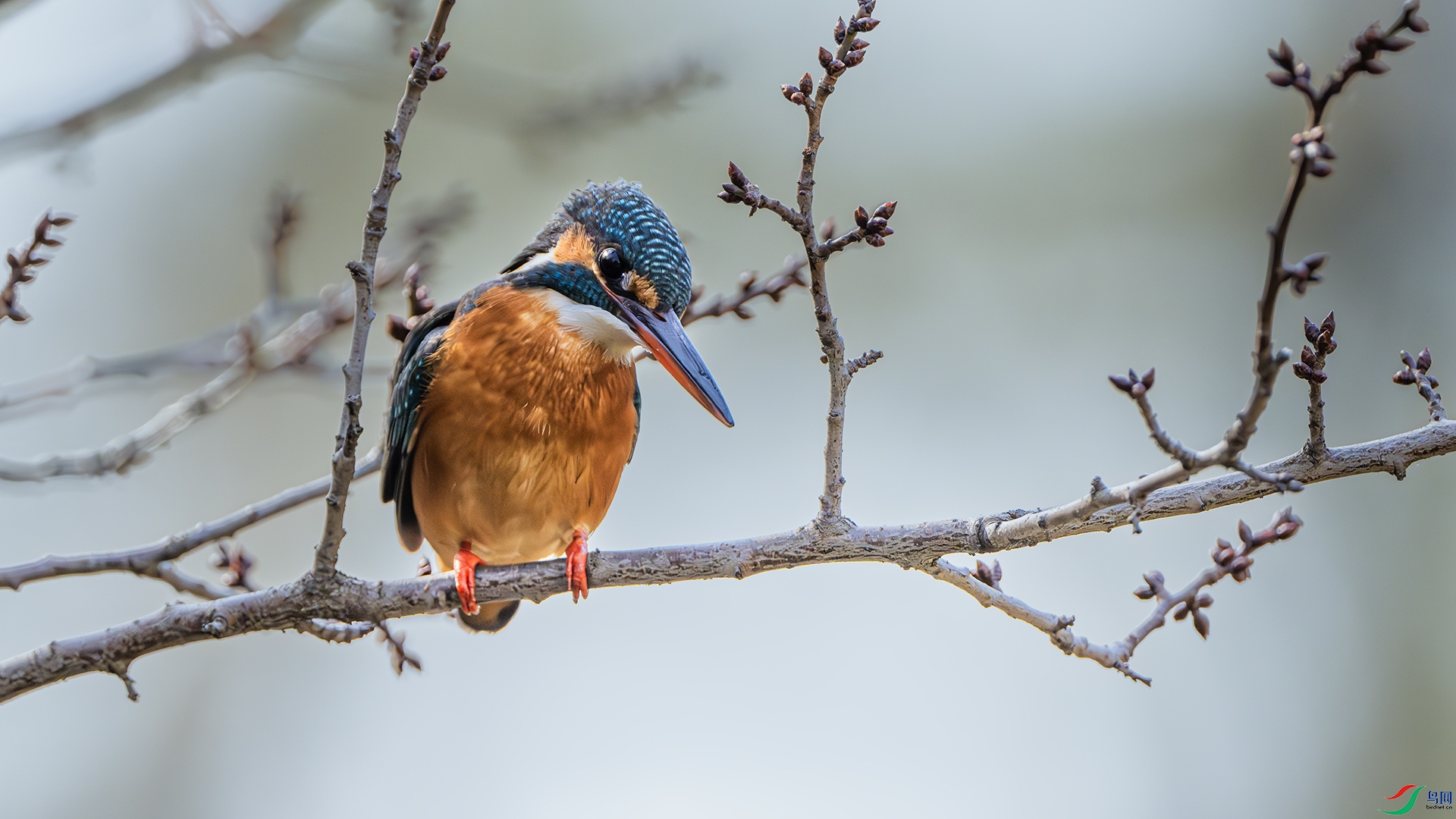DSC_1013-����ǿ-NR ����.jpg