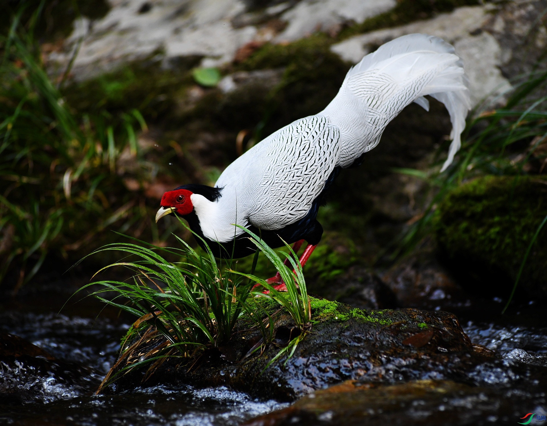 DSC_4432.jpg