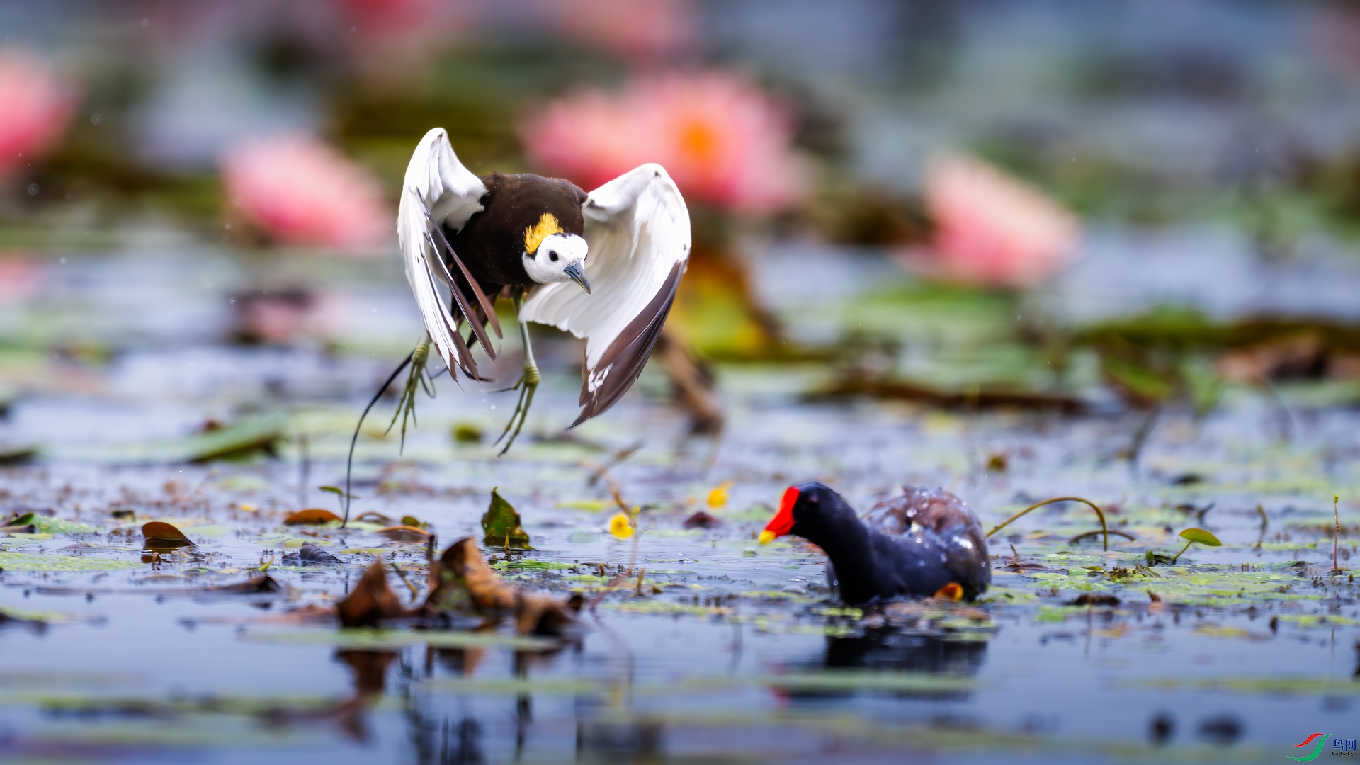 DSC_7418-����ǿ-NR-2.jpg
