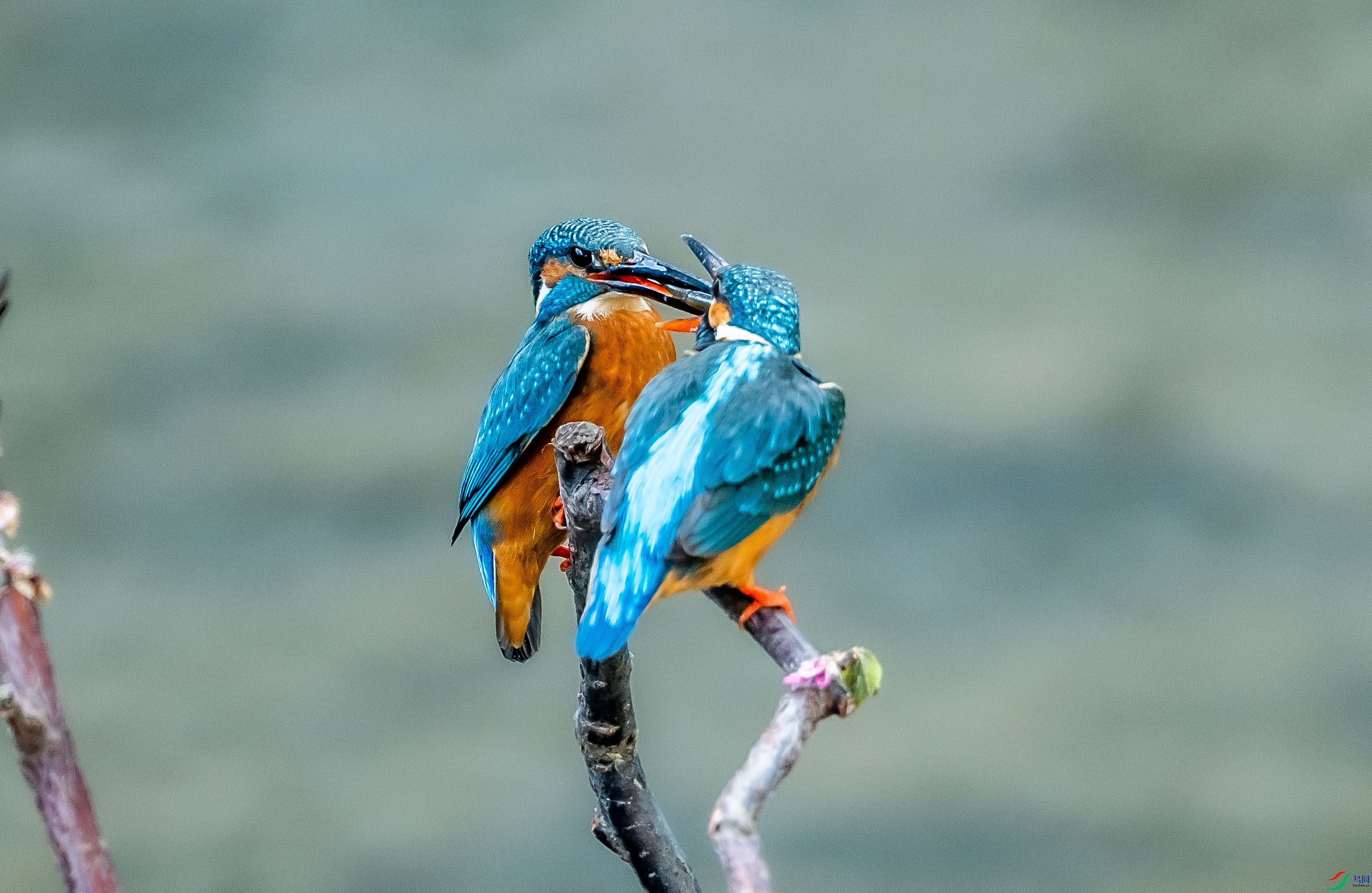 DSC_8421_1.jpg