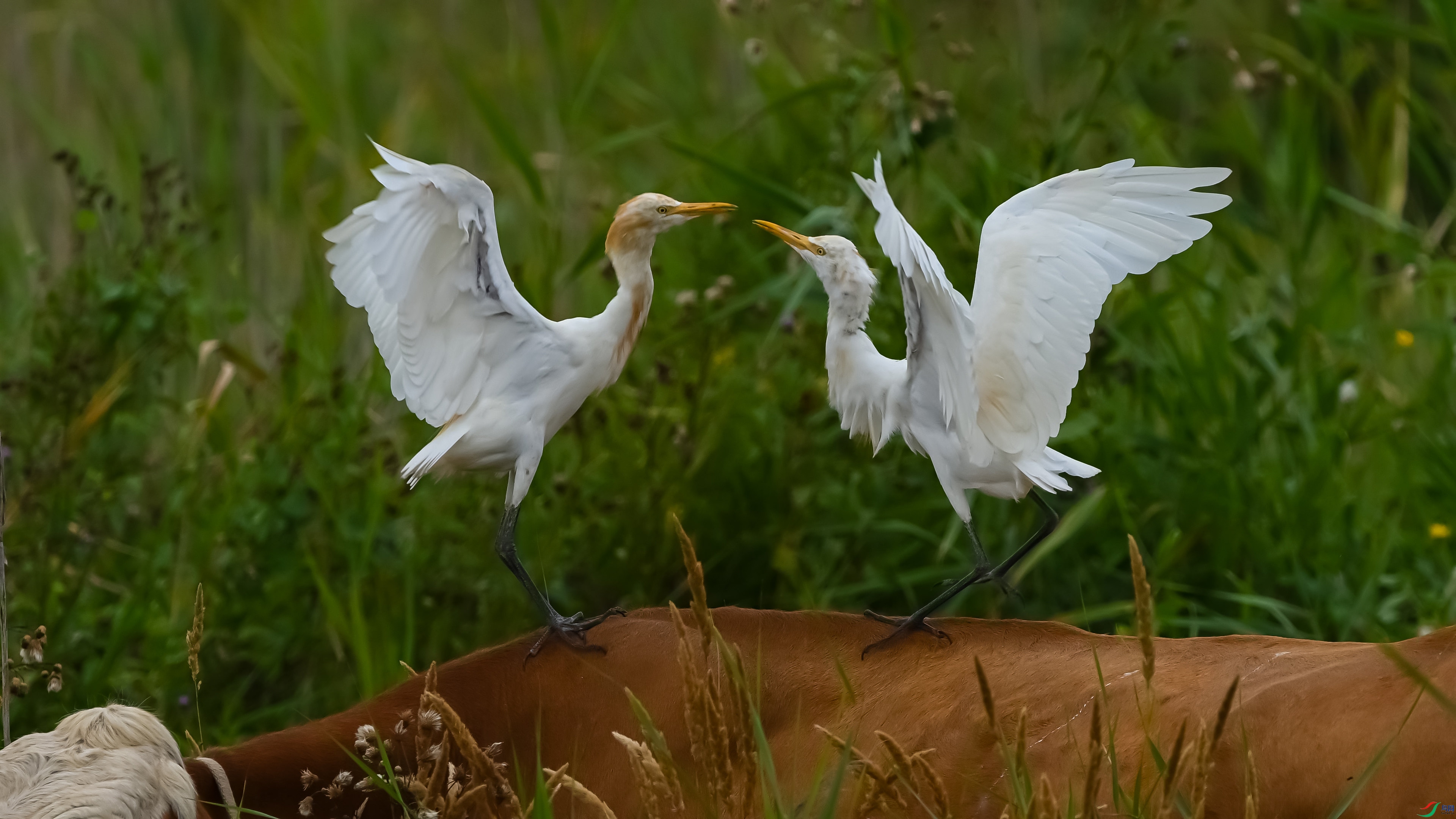 DSC_7765_����.jpg