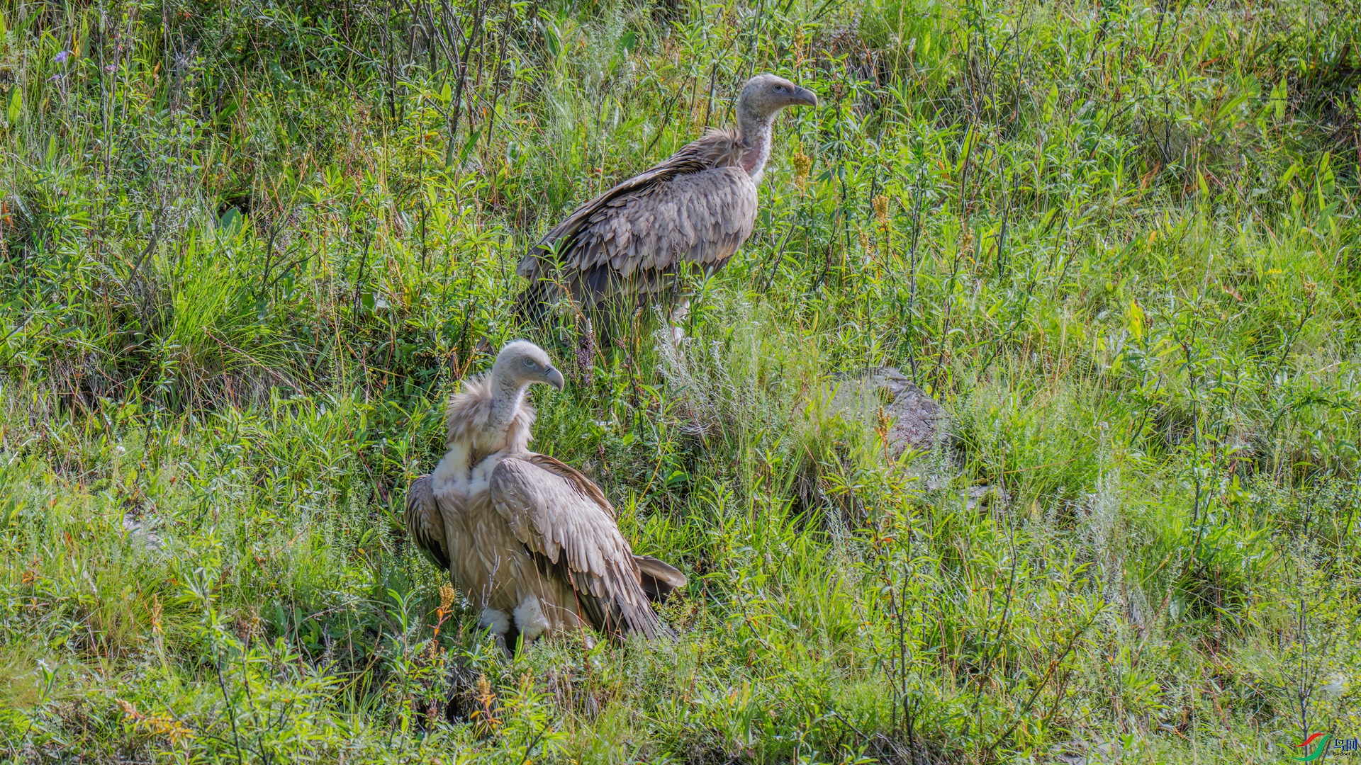 DSC_6972-1_����.jpg
