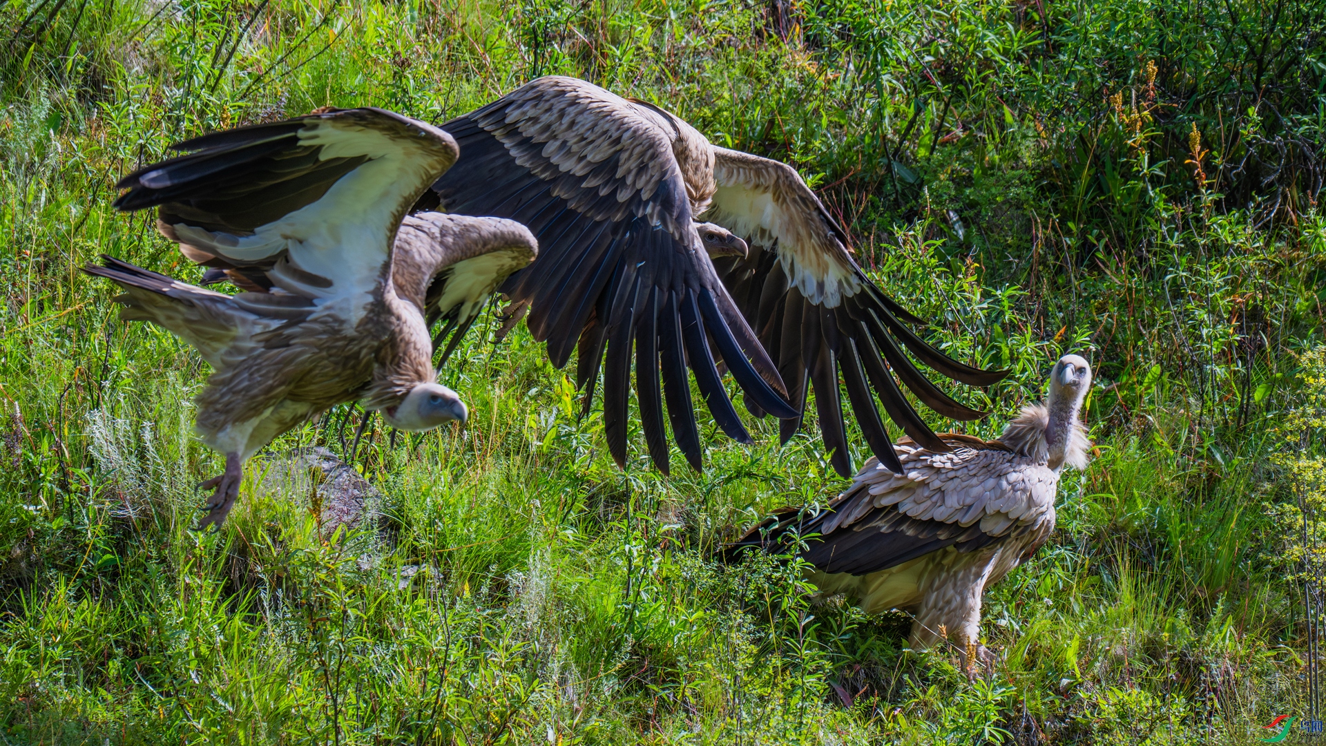 DSC_7017-1_����.jpg