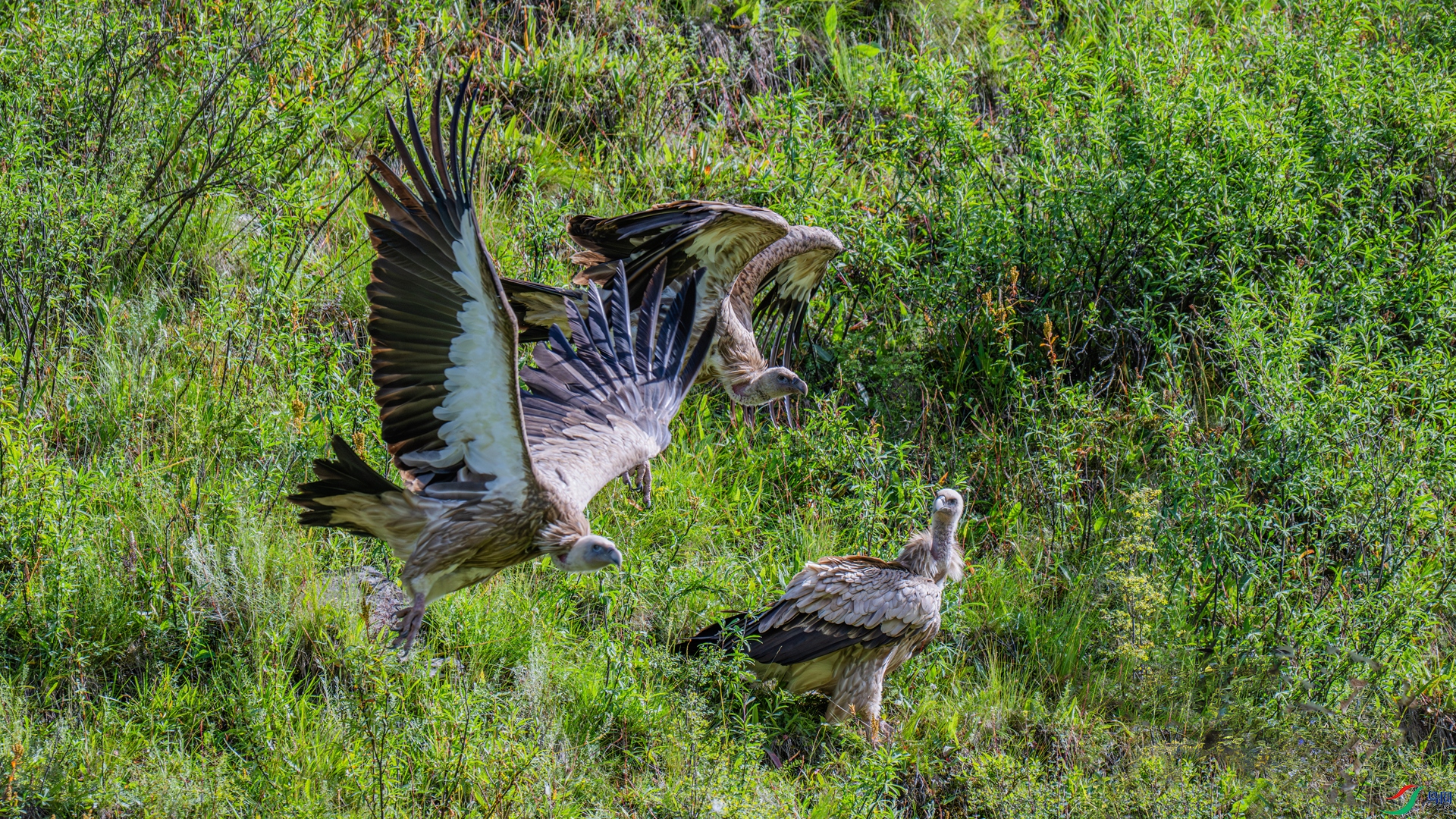 DSC_7018-1_����.jpg