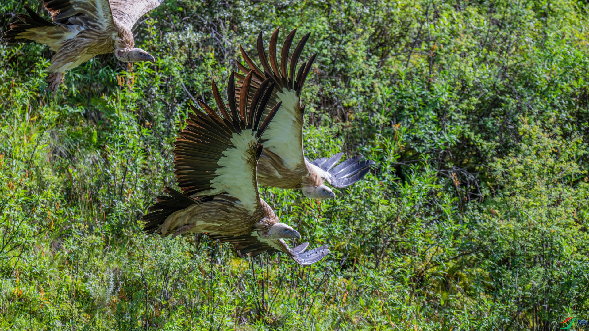 DSC_7029-1_����.jpg