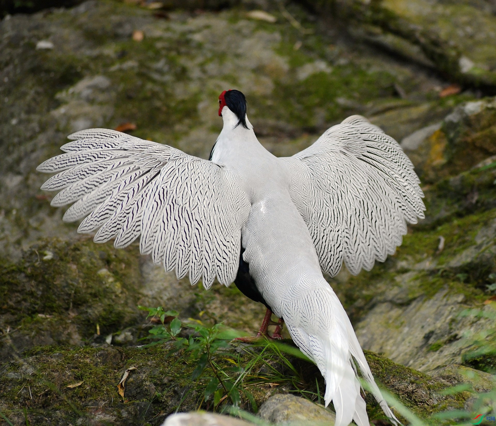 DSC_2584.jpg