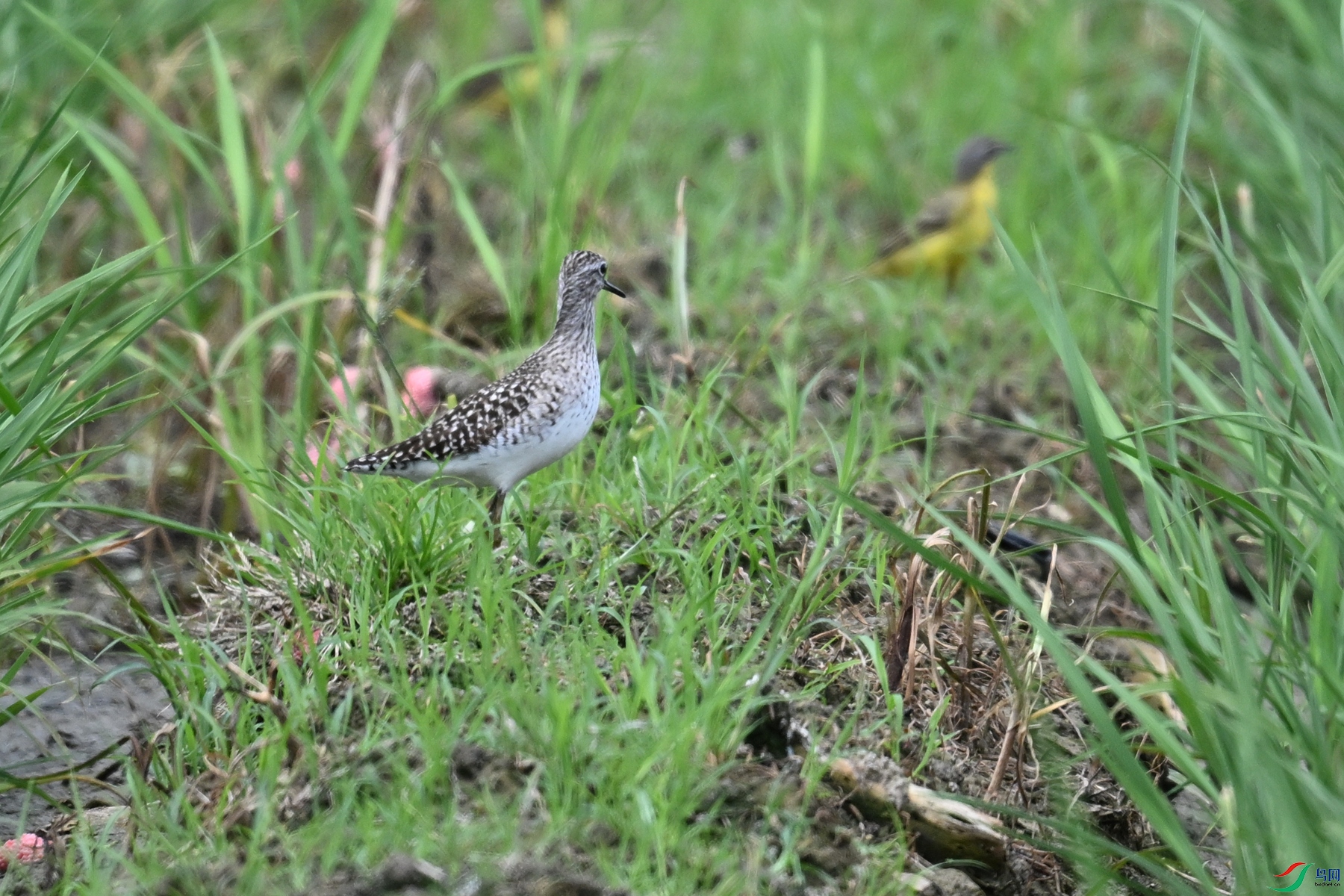 DSC_7626.JPG