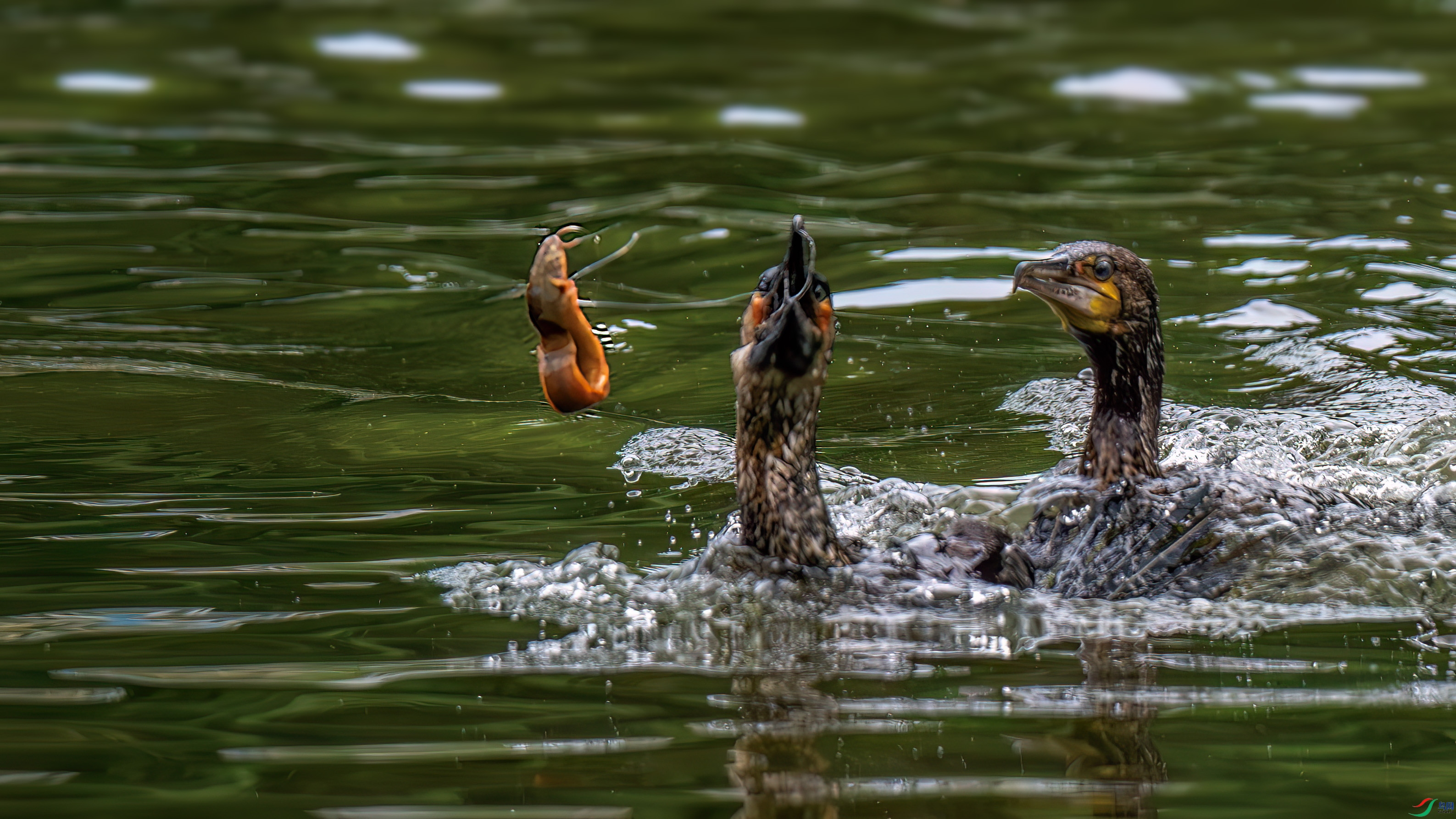 DSC_5296.jpg