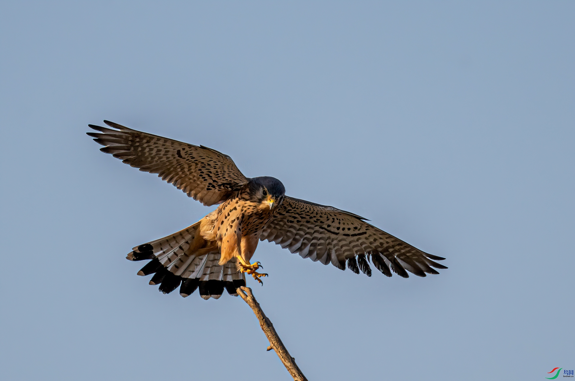 DSC_2461-11.jpg